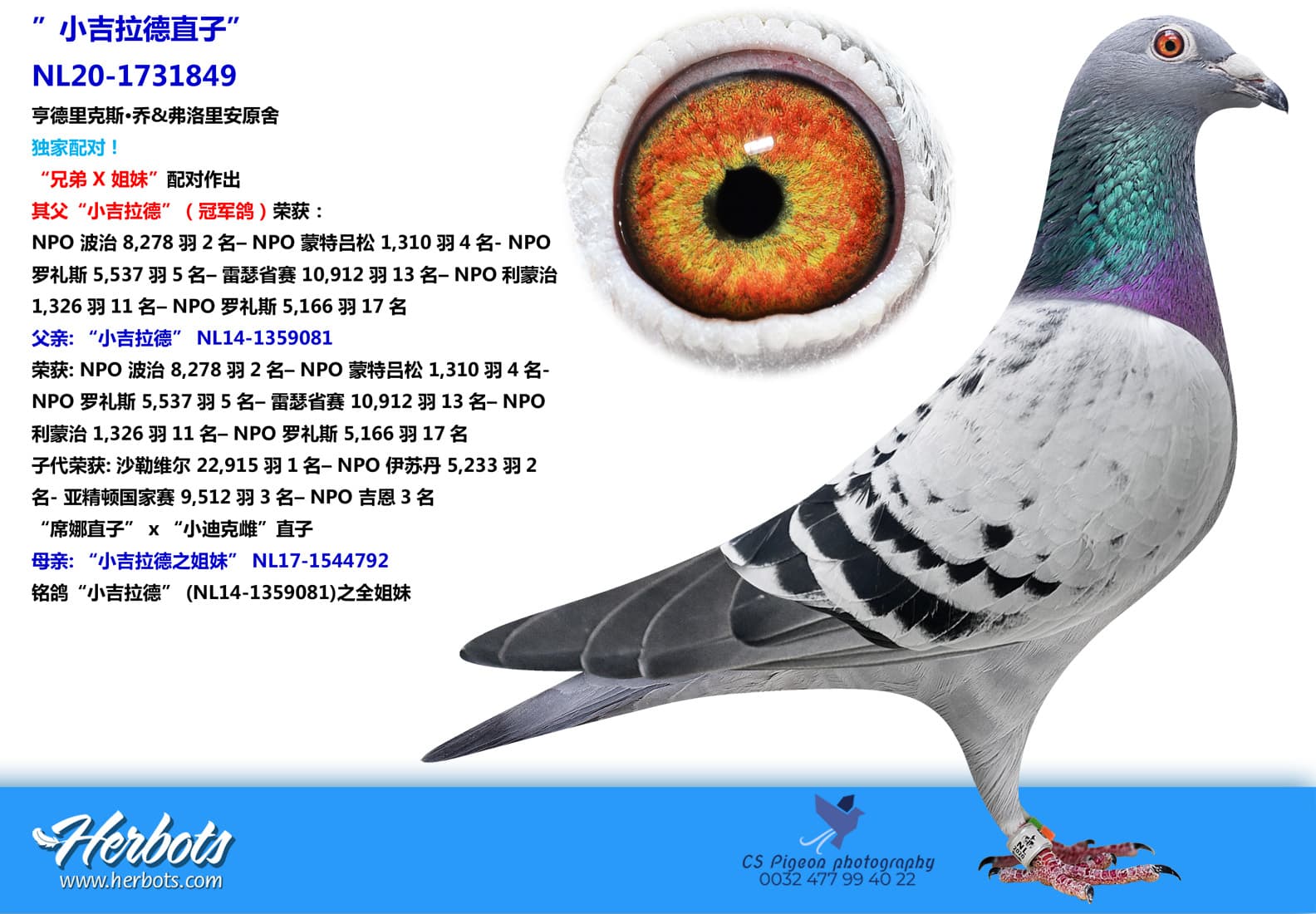 pigeon: ”小吉拉德直子”