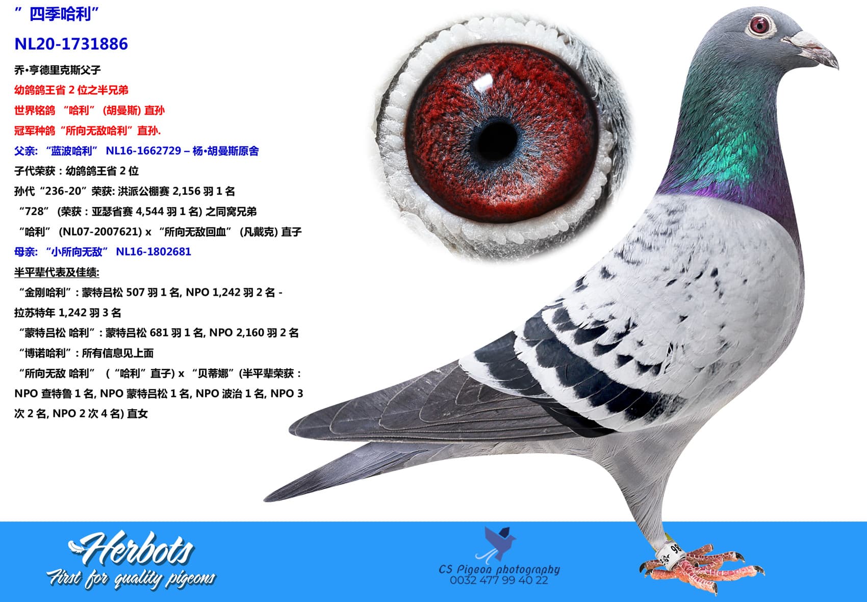 pigeon: ”四季哈利”