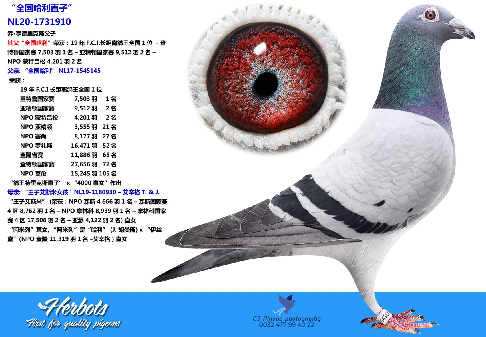 pigeon: undefined