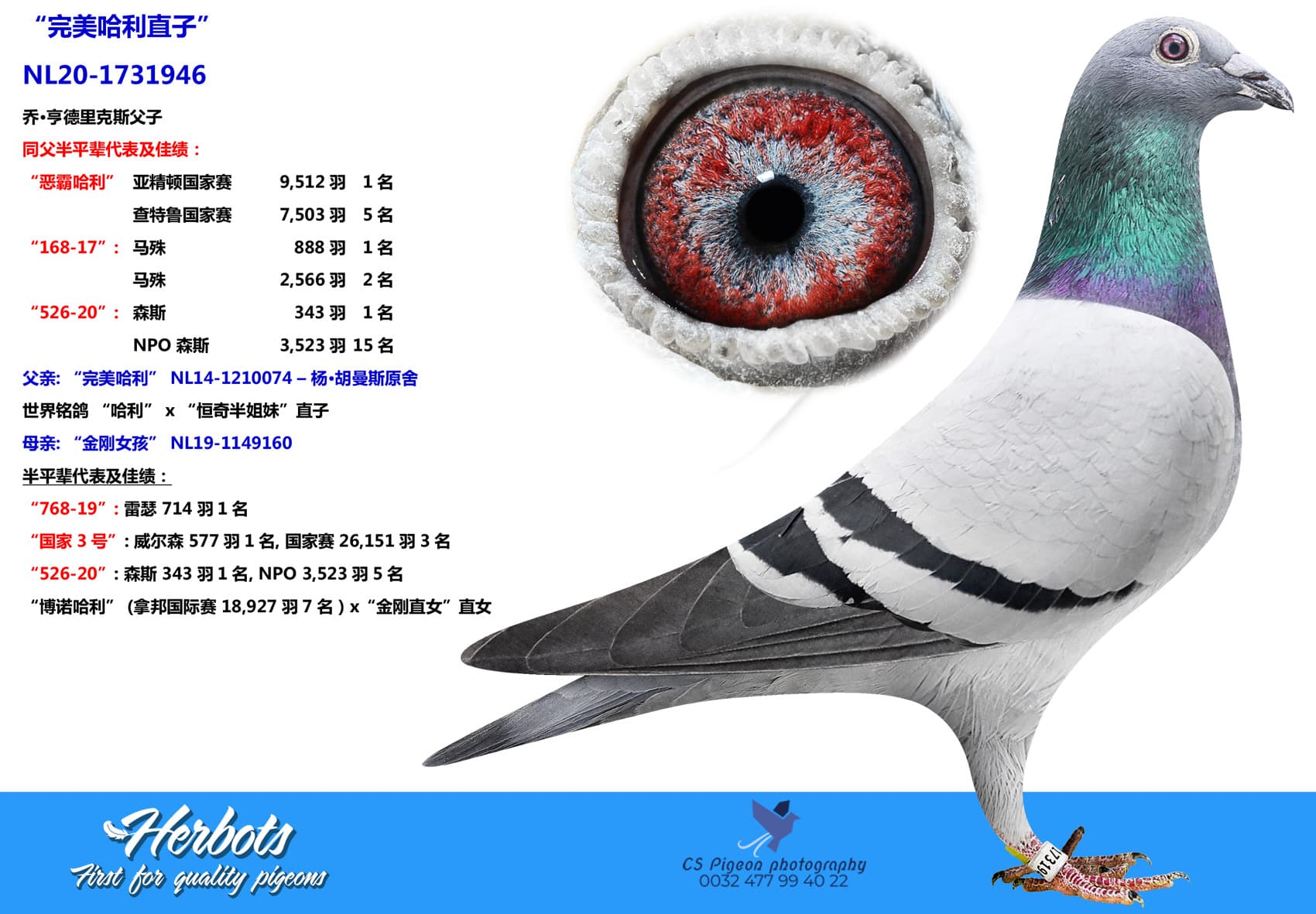 pigeon: “完美哈利直子”