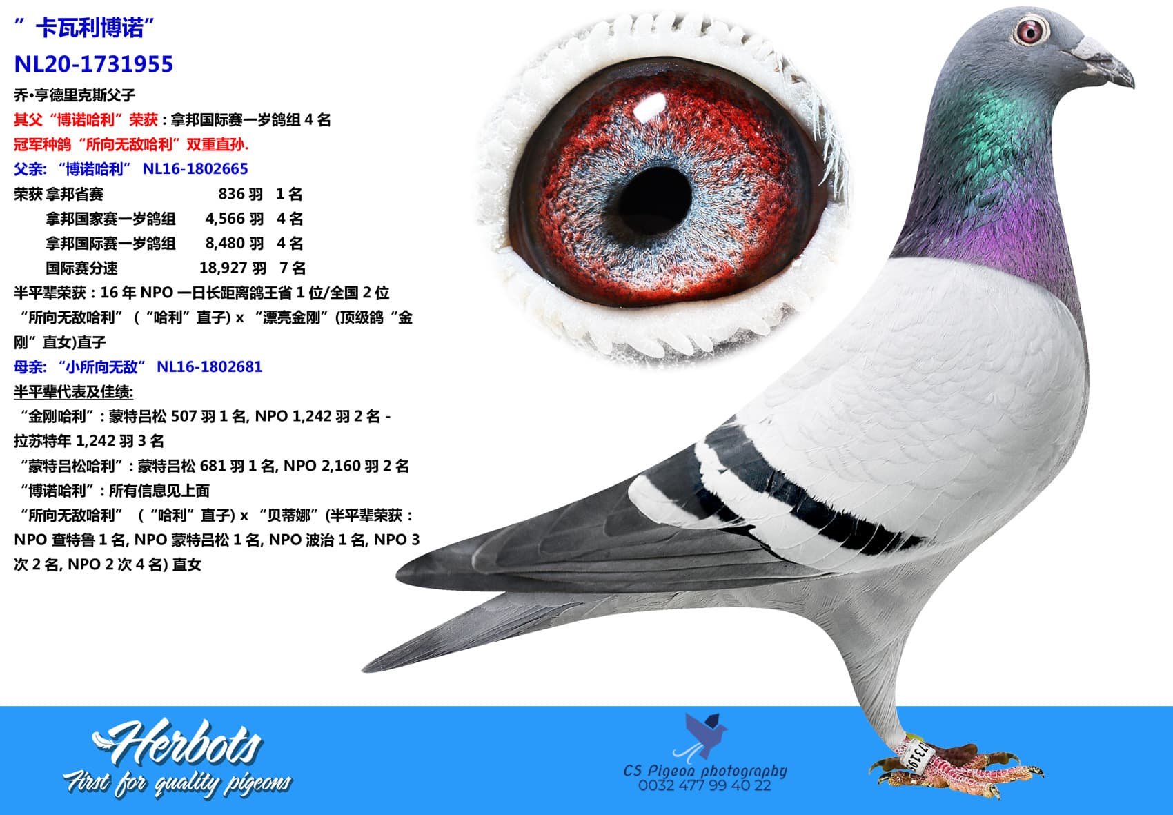 pigeon: undefined