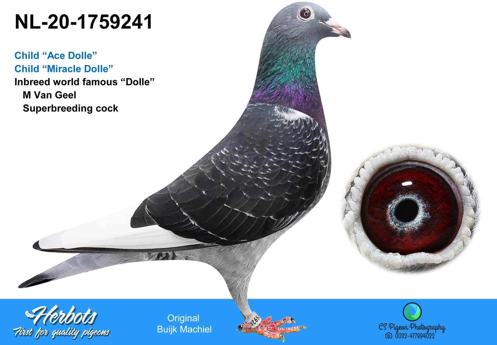 pigeon: undefined