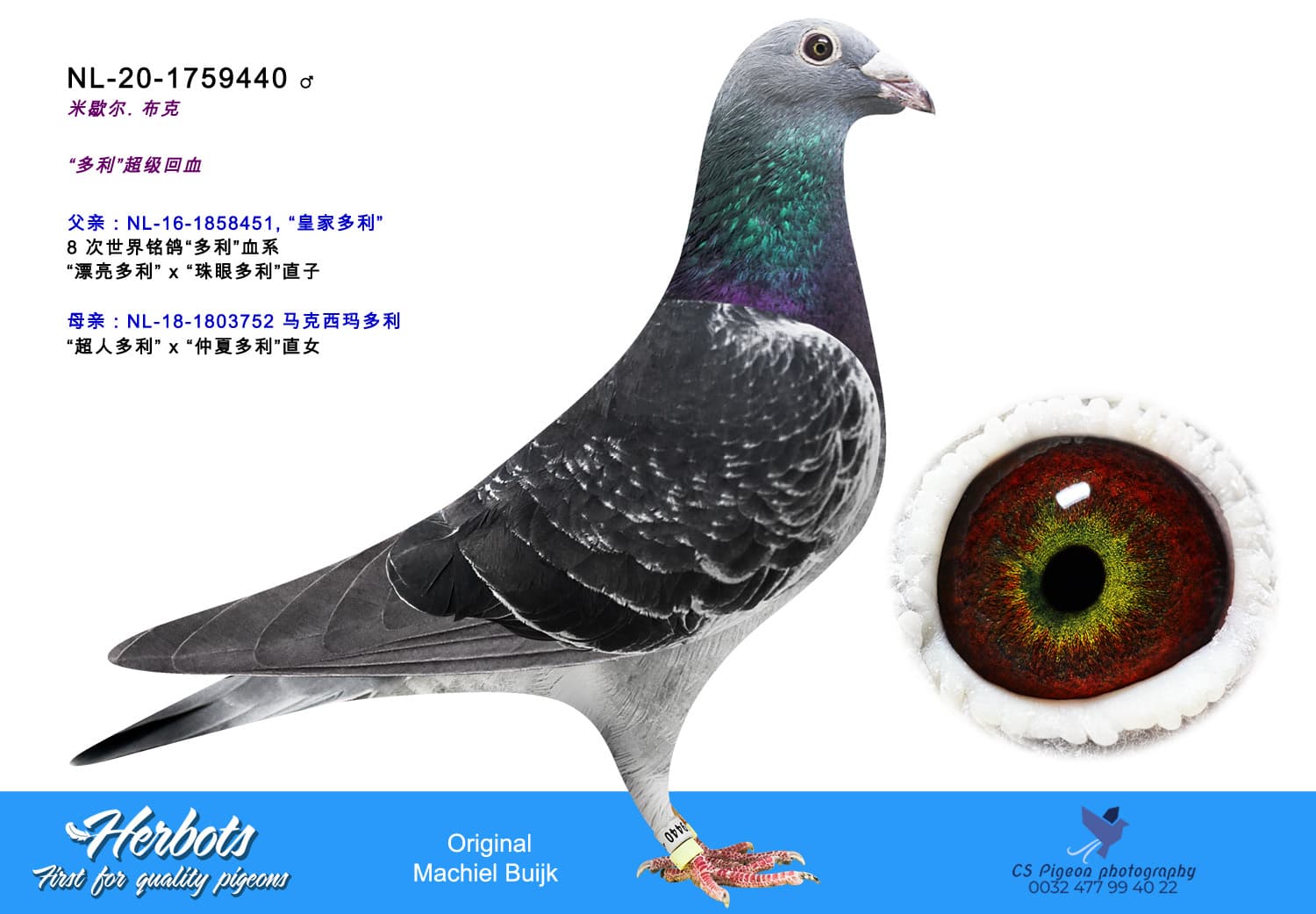pigeon: undefined
