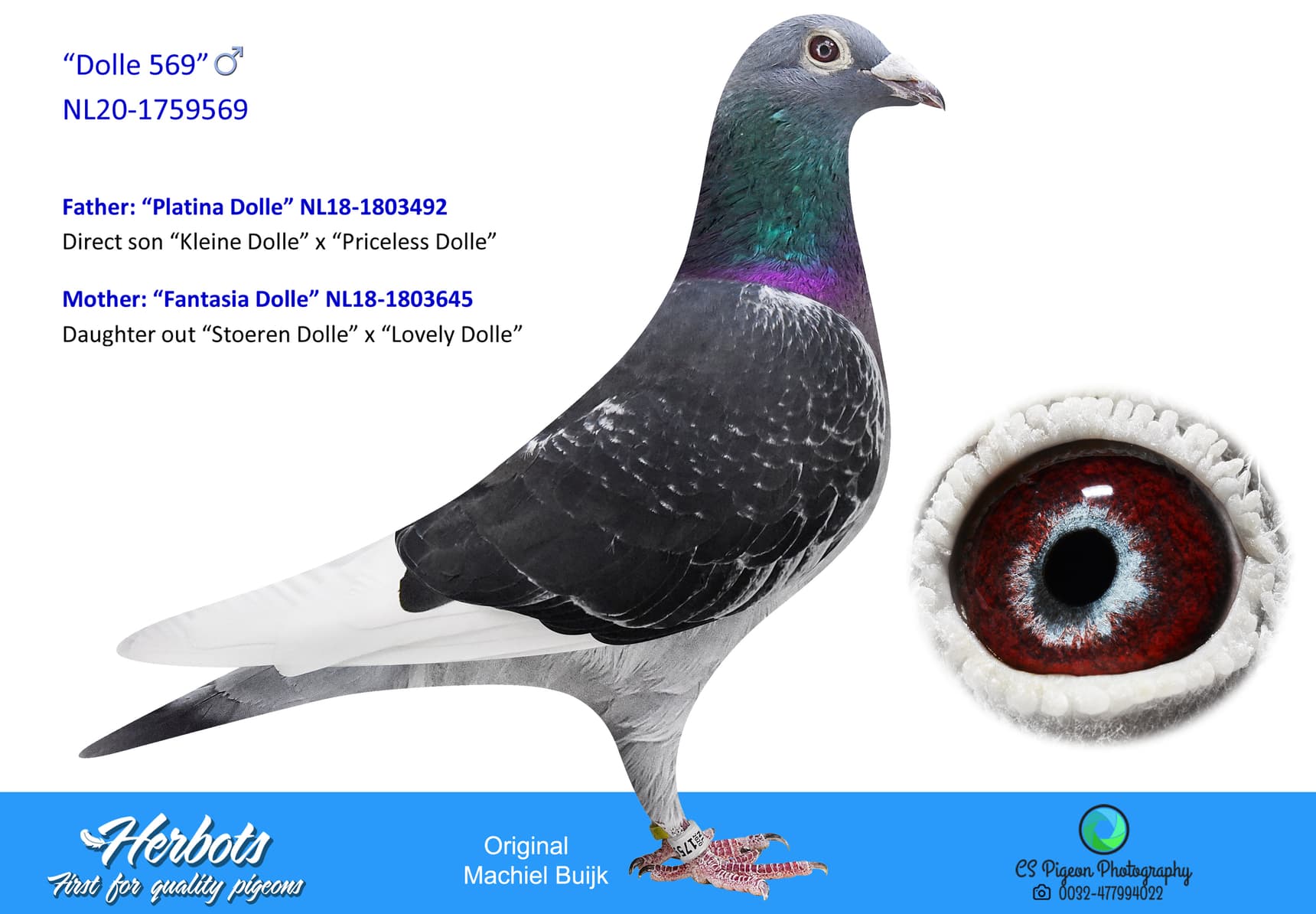pigeon: undefined