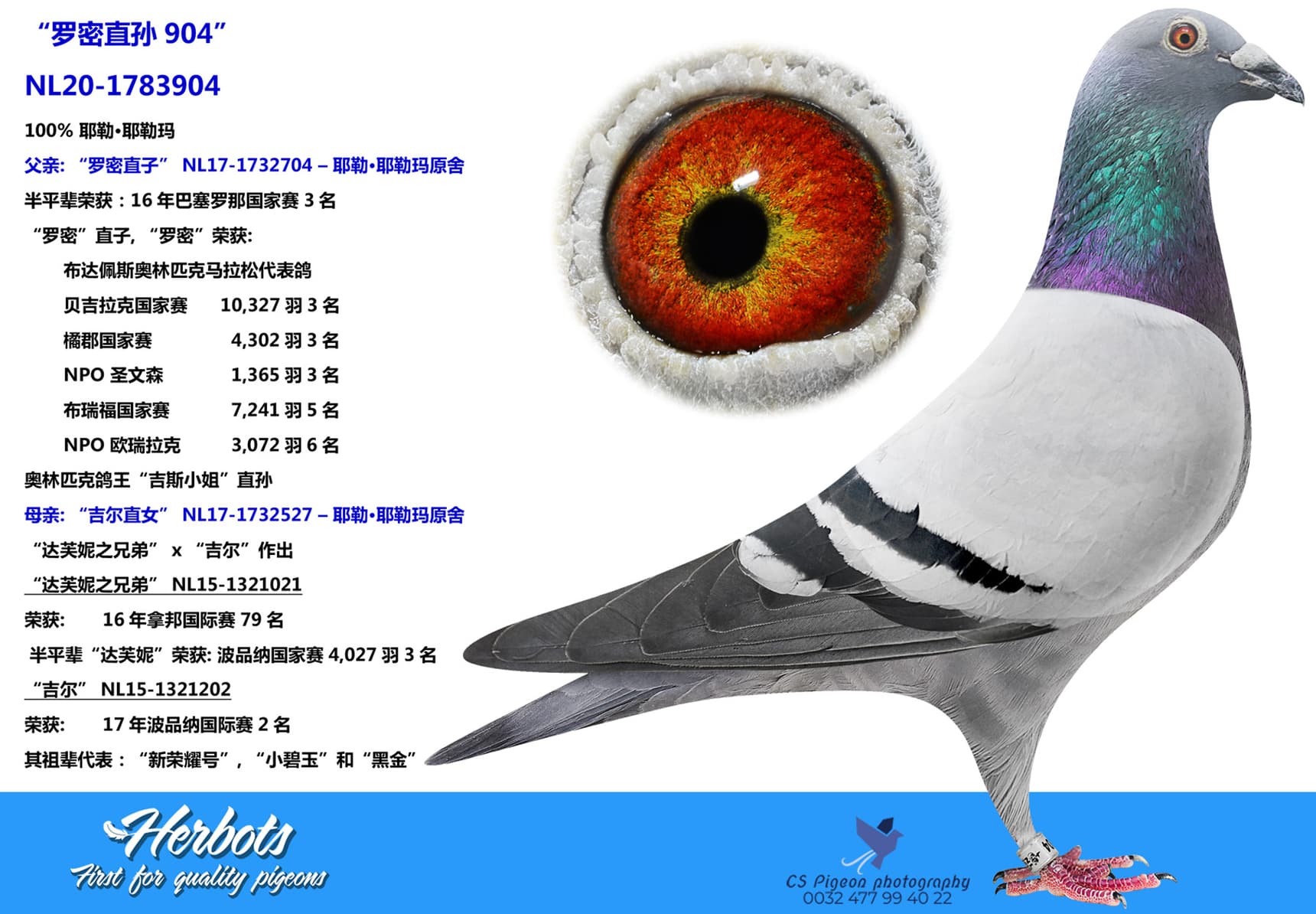 pigeon: “罗密直孙904”