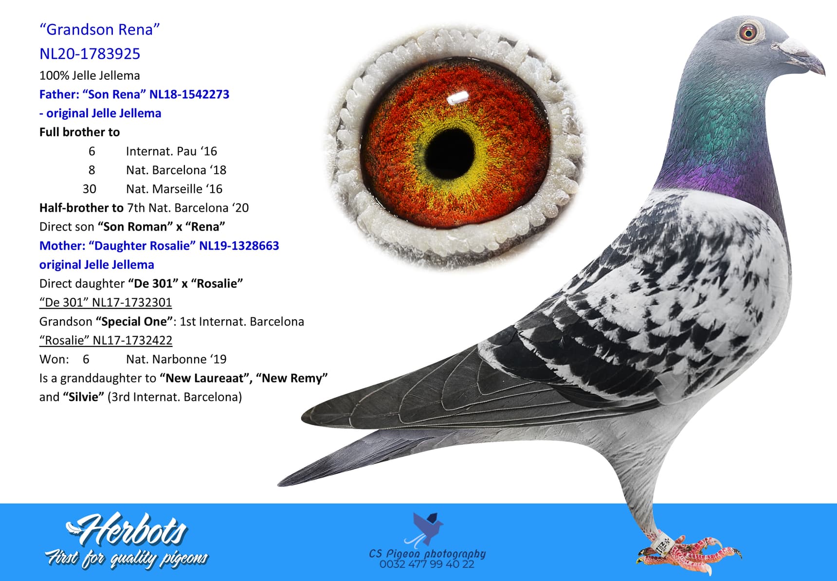 pigeon: undefined