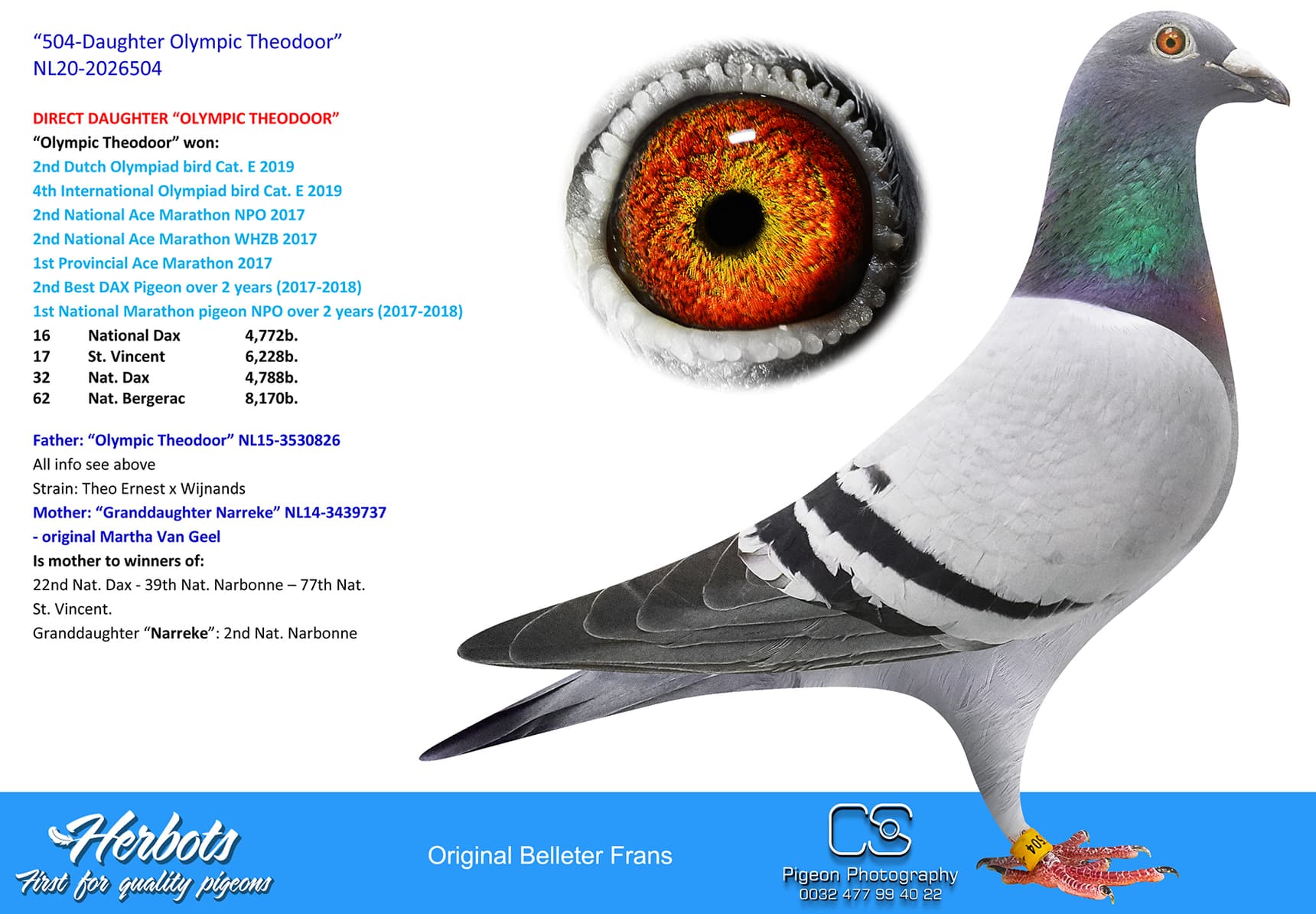 pigeon: “504-Daughter Olympic Theodoor”