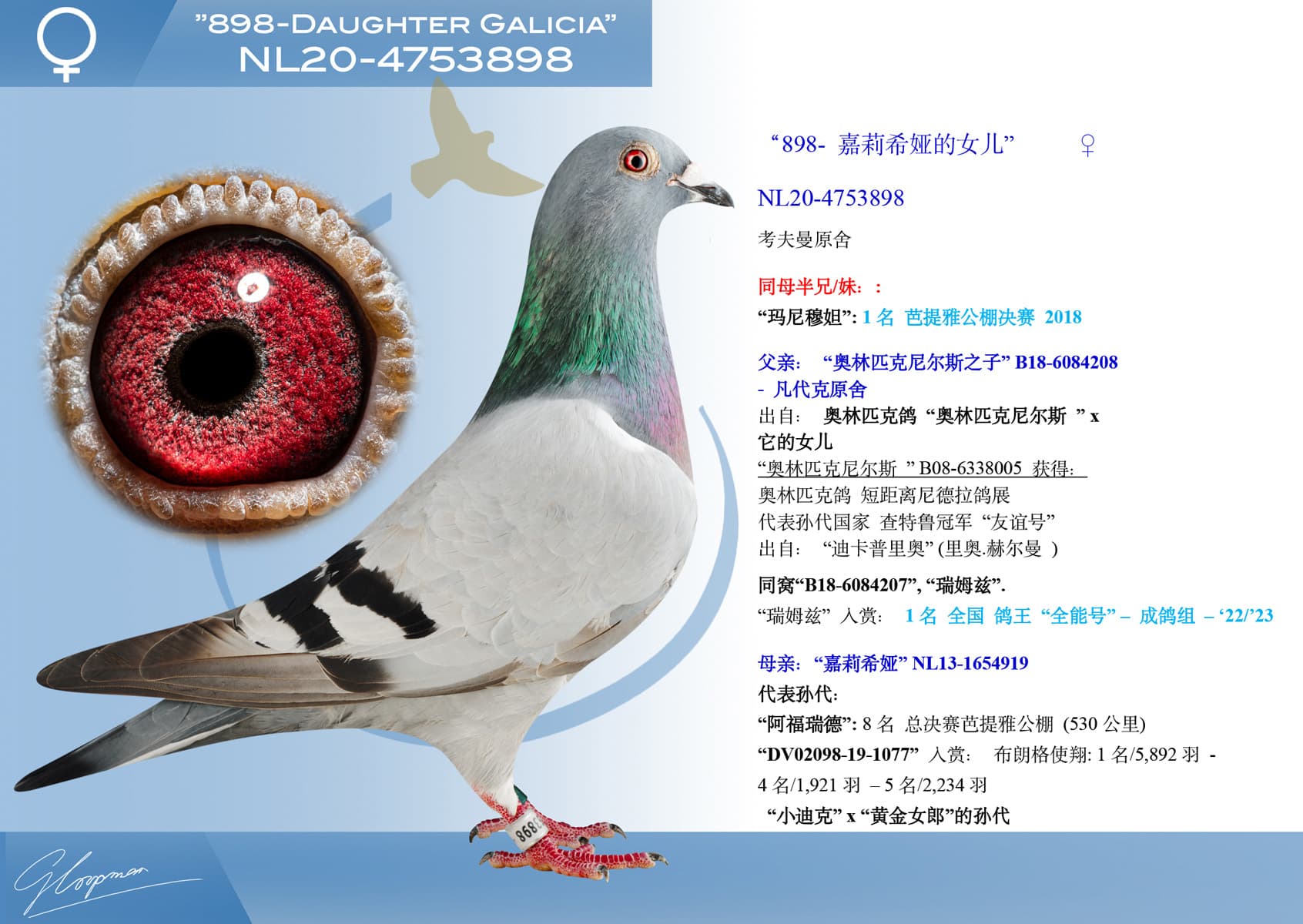 pigeon: undefined