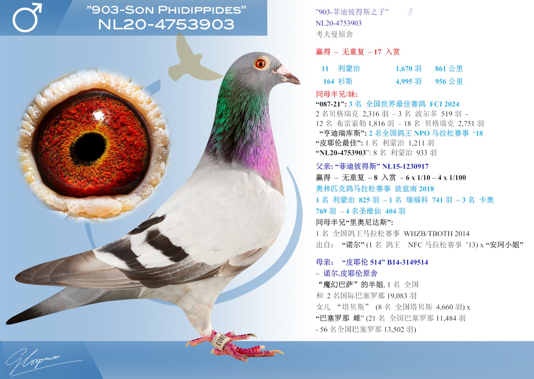 pigeon: ”903-菲迪彼得斯之子”