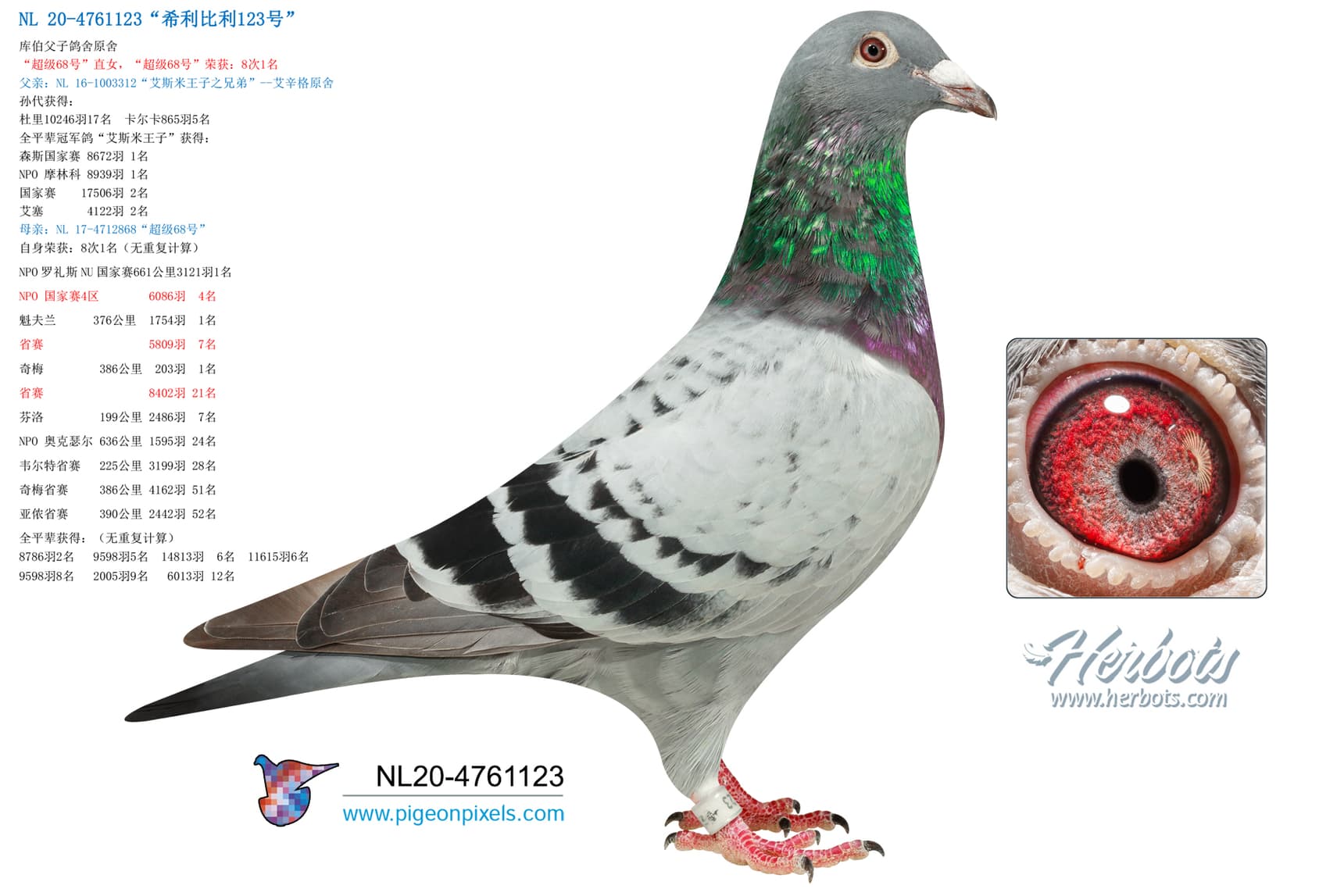 pigeon: “希利比利123号”