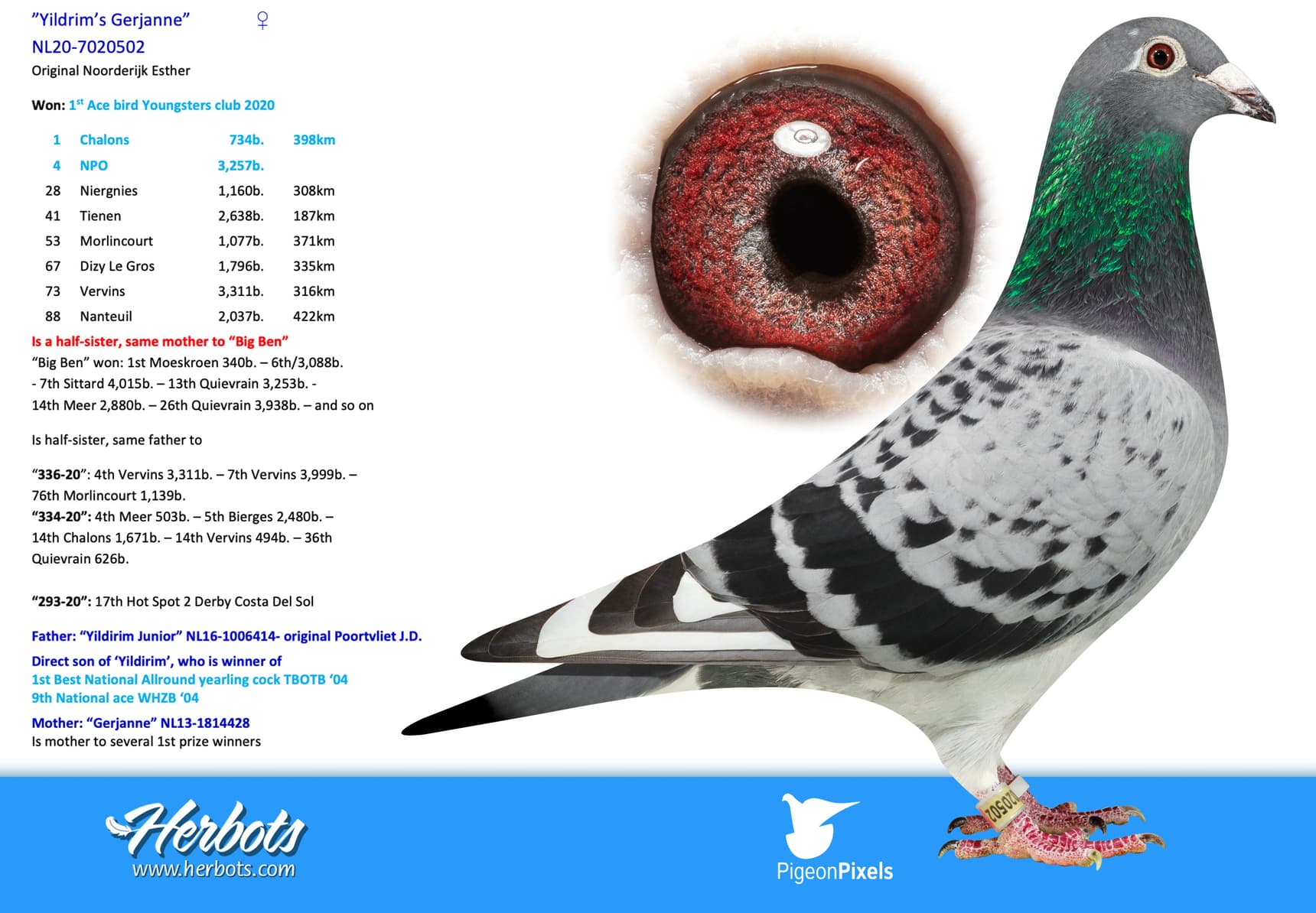 pigeon: undefined