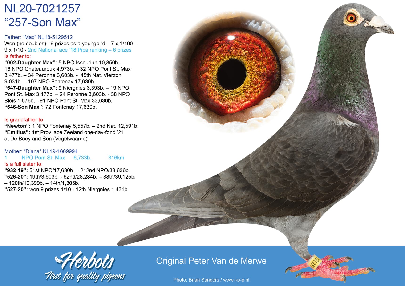 pigeon: undefined