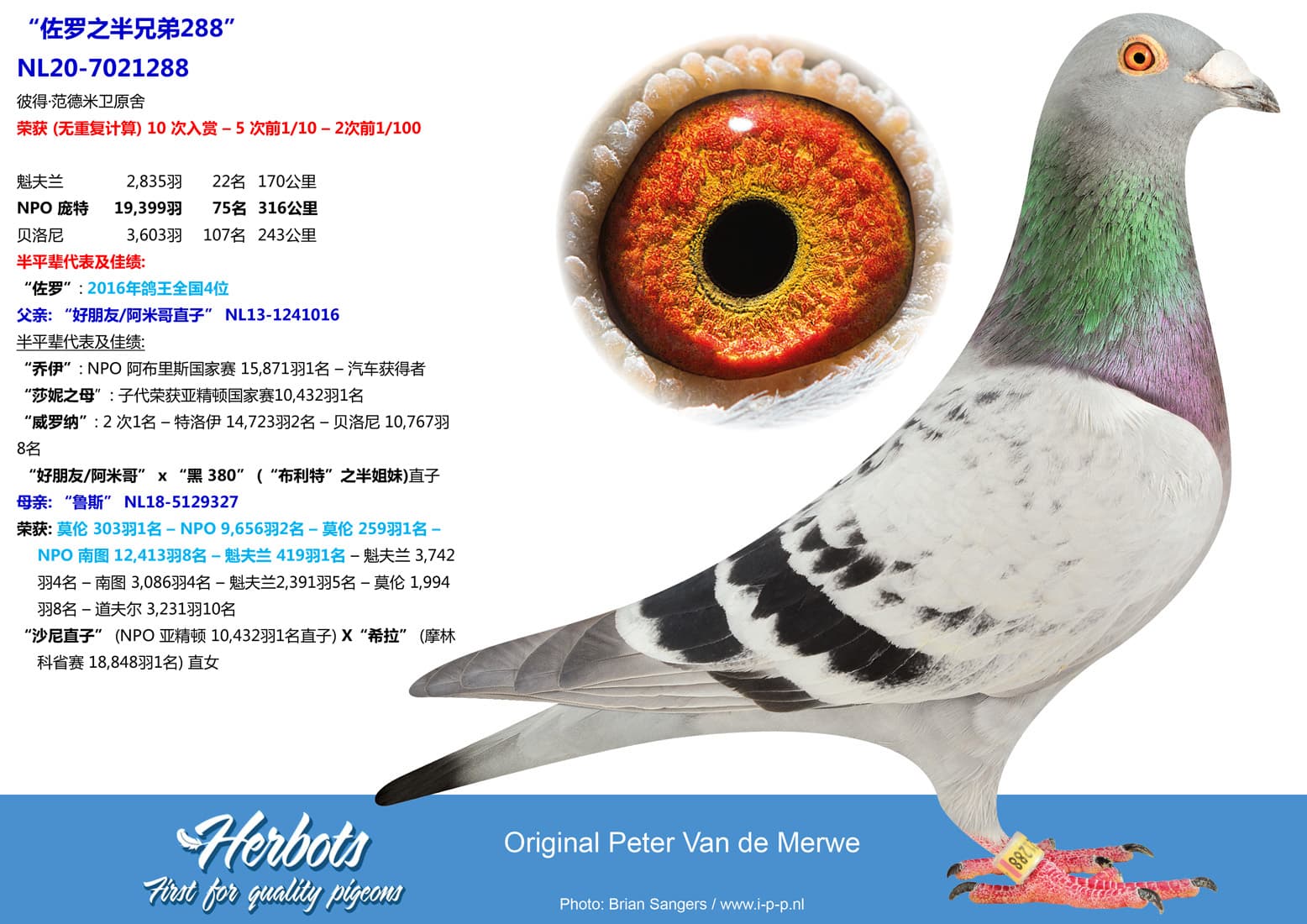 pigeon: undefined