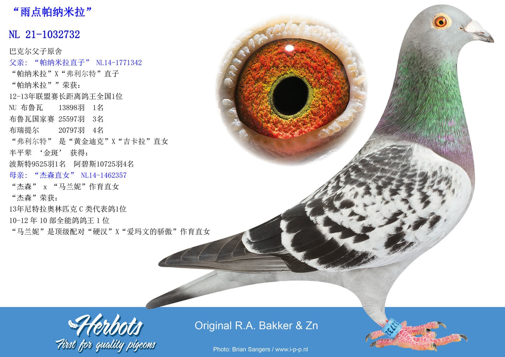 pigeon: “雨点帕纳米拉”