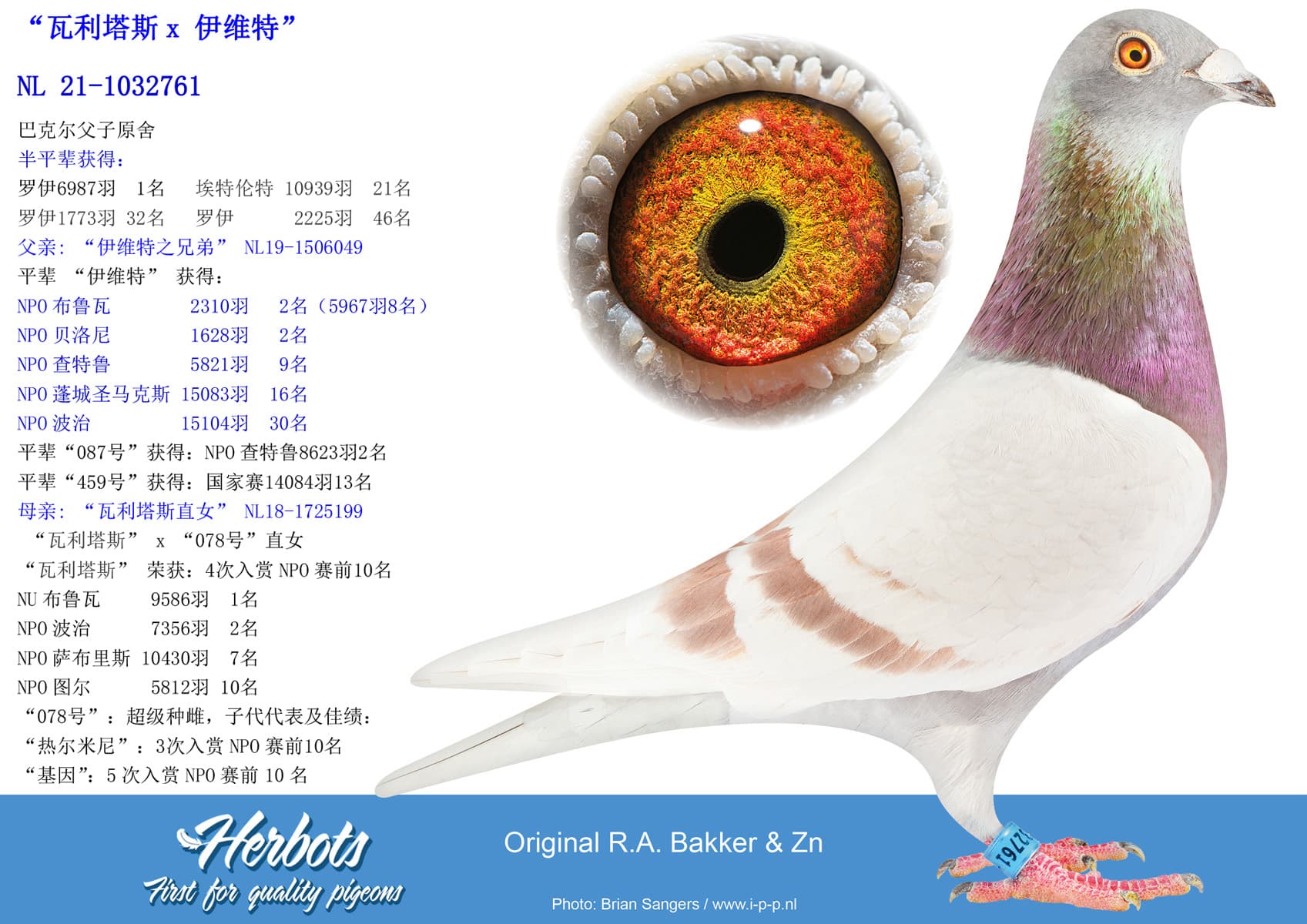 pigeon: “瓦利塔斯x 伊维特”