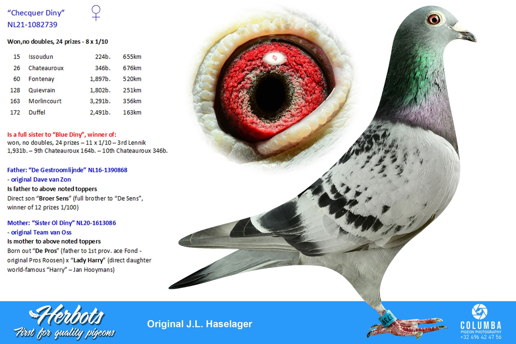 pigeon: undefined