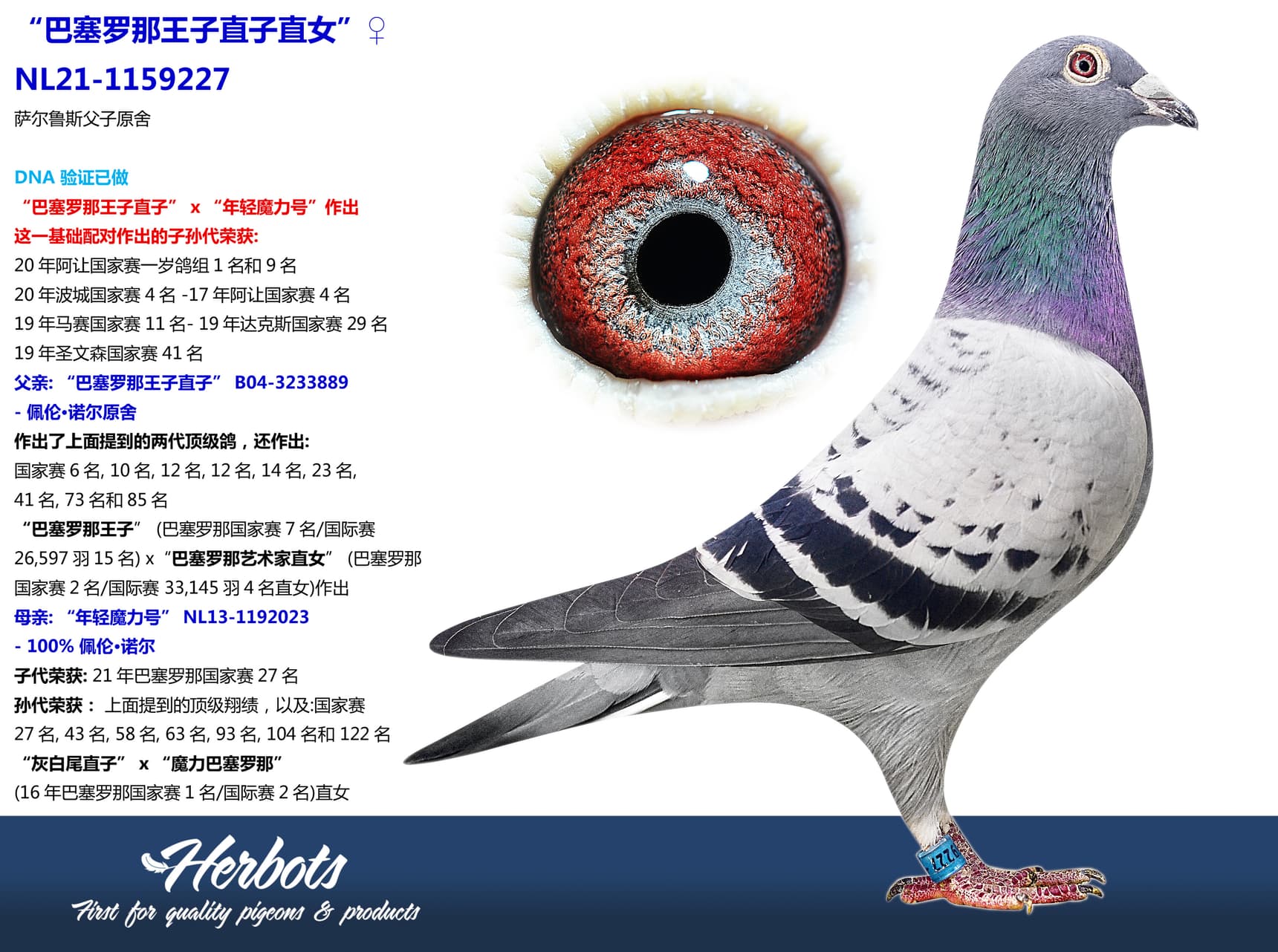pigeon: undefined