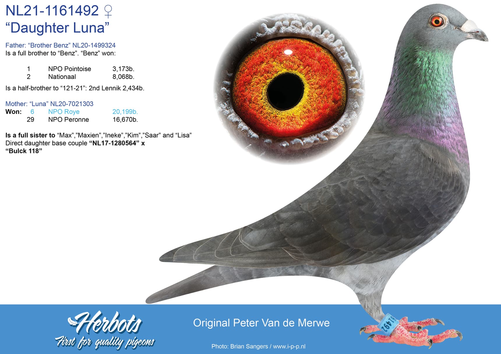 pigeon: undefined