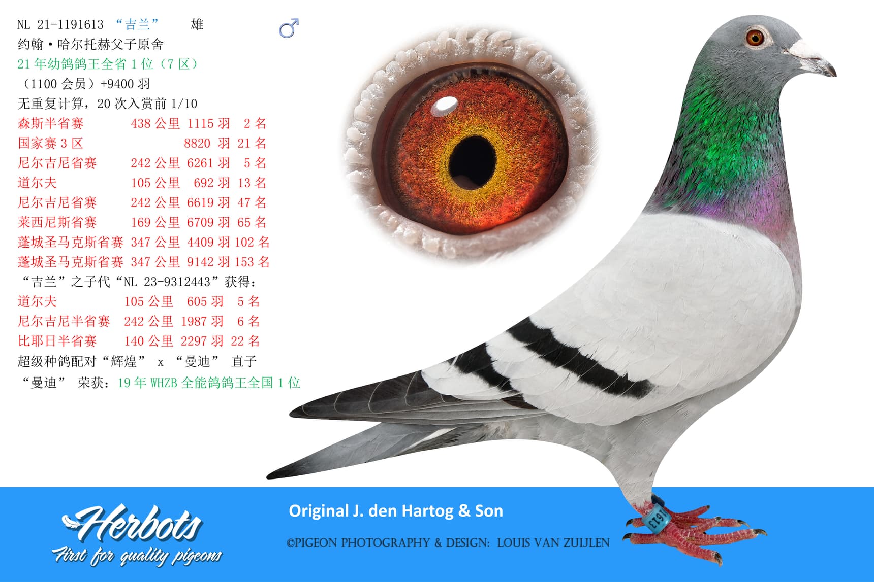 pigeon: “吉兰”