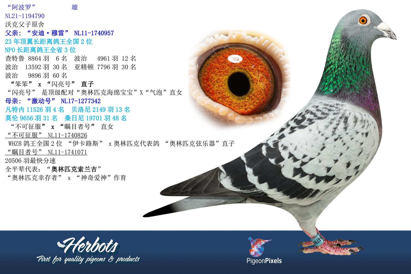 pigeon: “阿波罗”