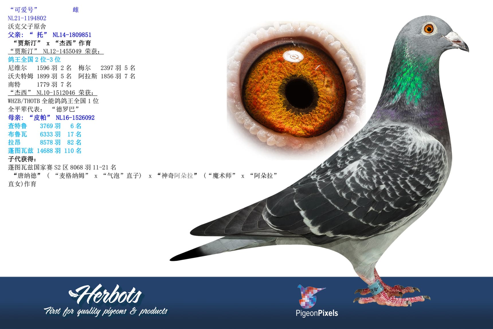 pigeon: “可爱号”