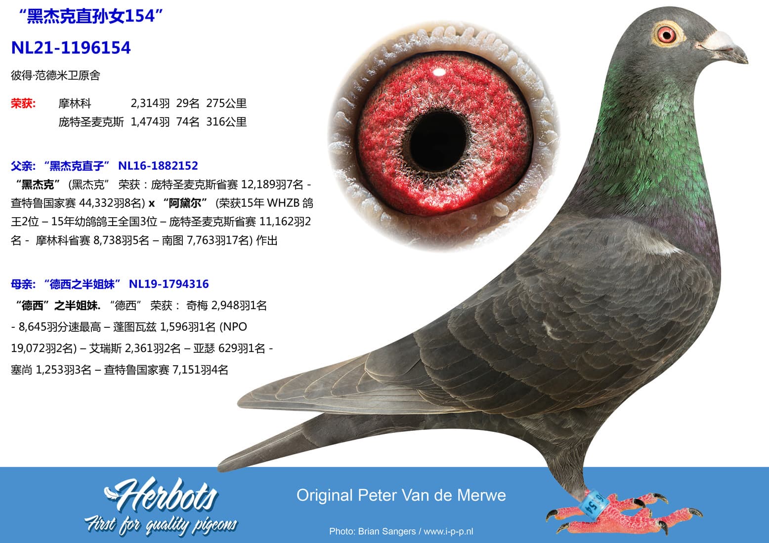 pigeon: undefined