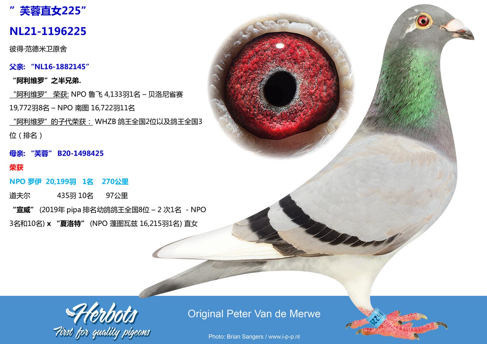 pigeon: undefined