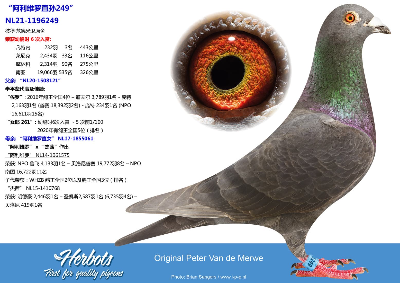 pigeon: undefined