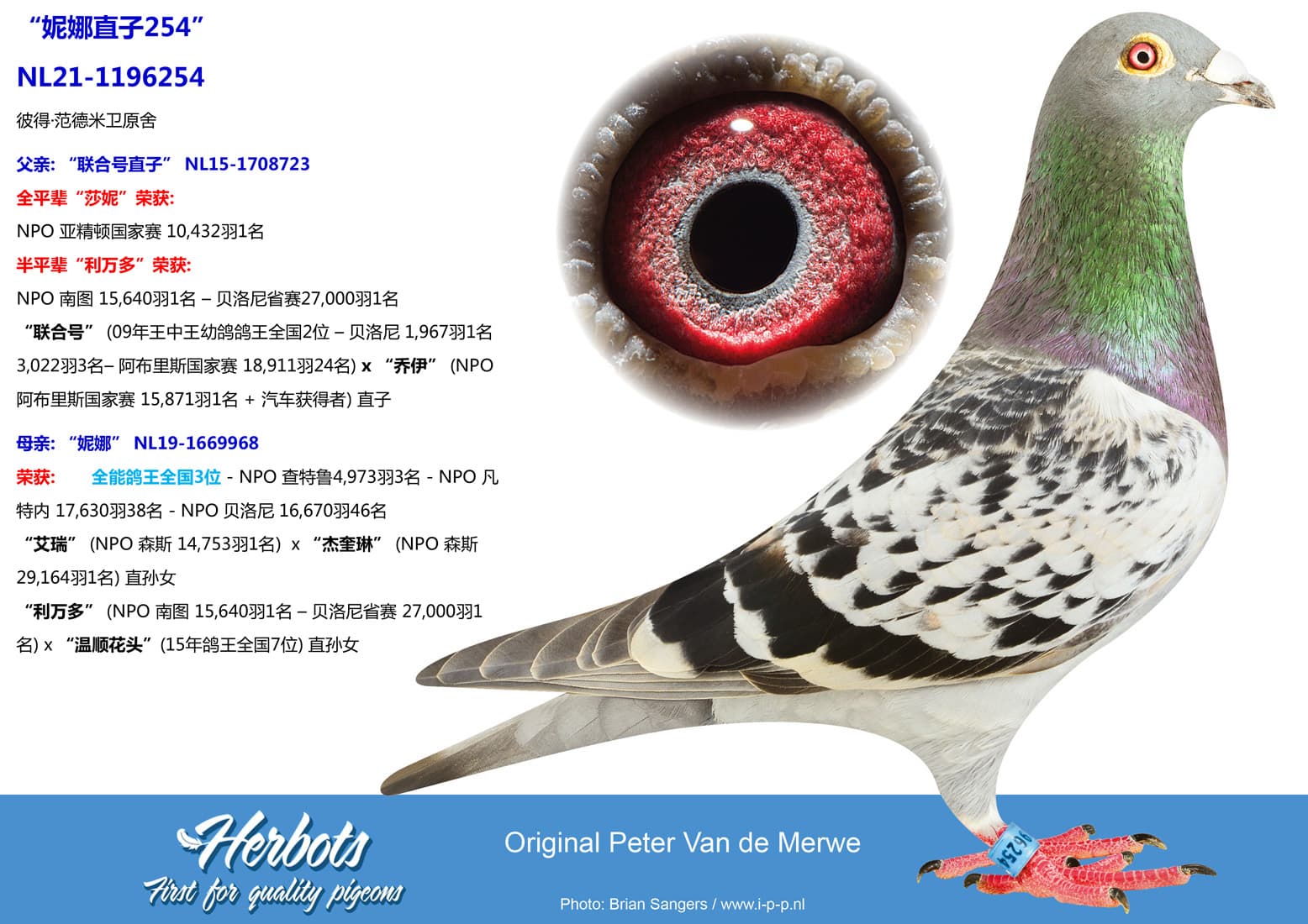 pigeon: undefined