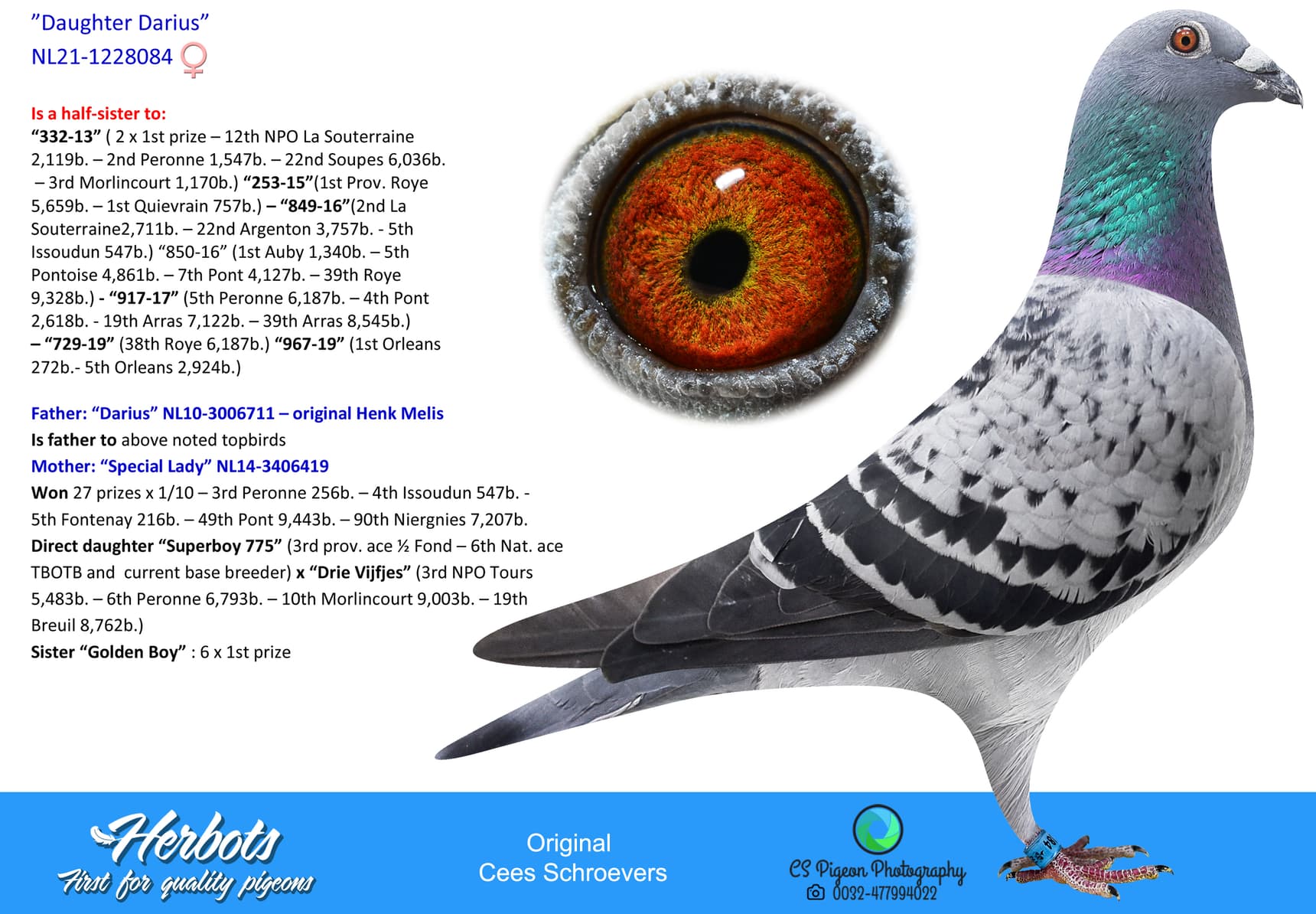 pigeon: ”Daughter Darius”