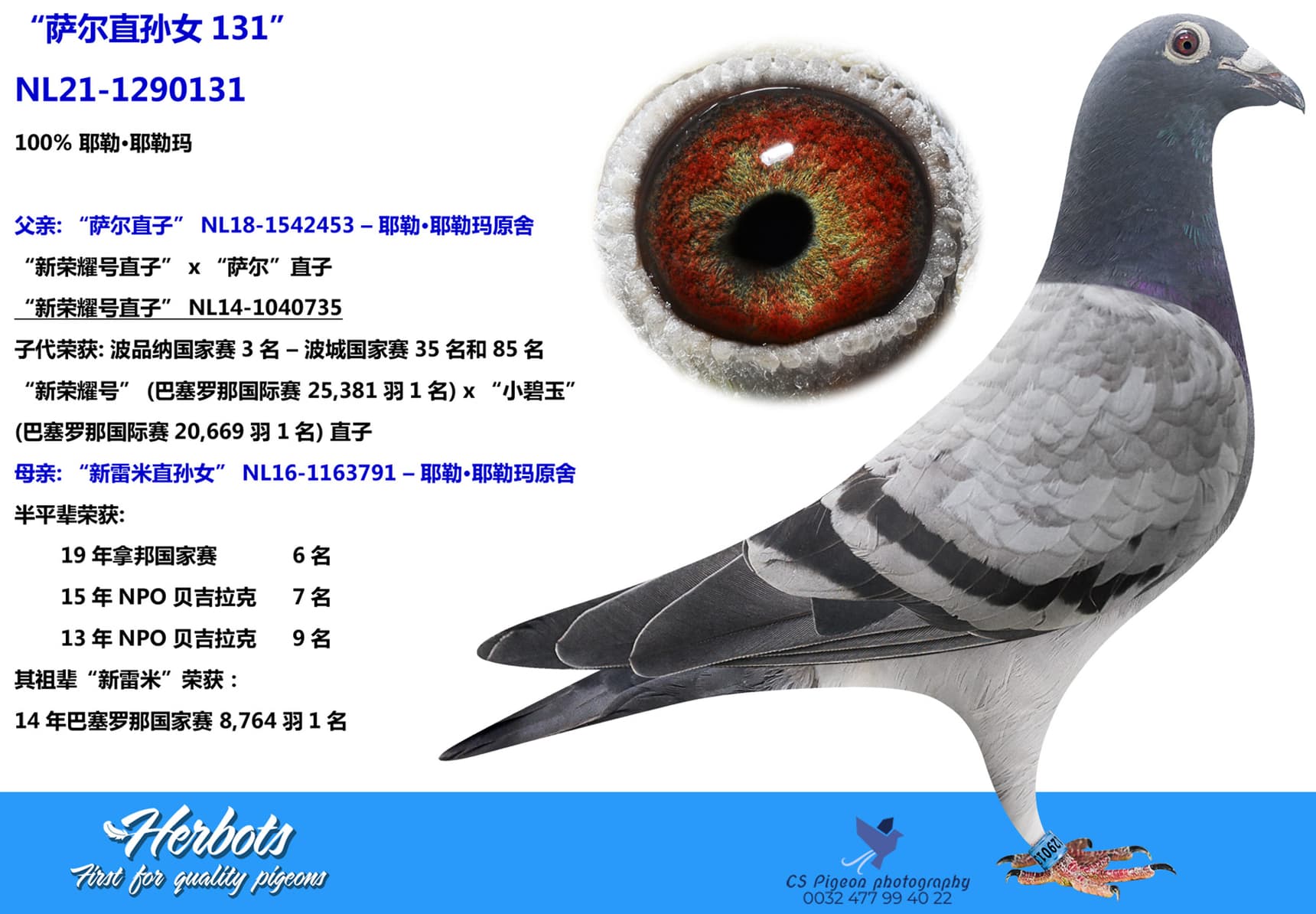 pigeon: undefined
