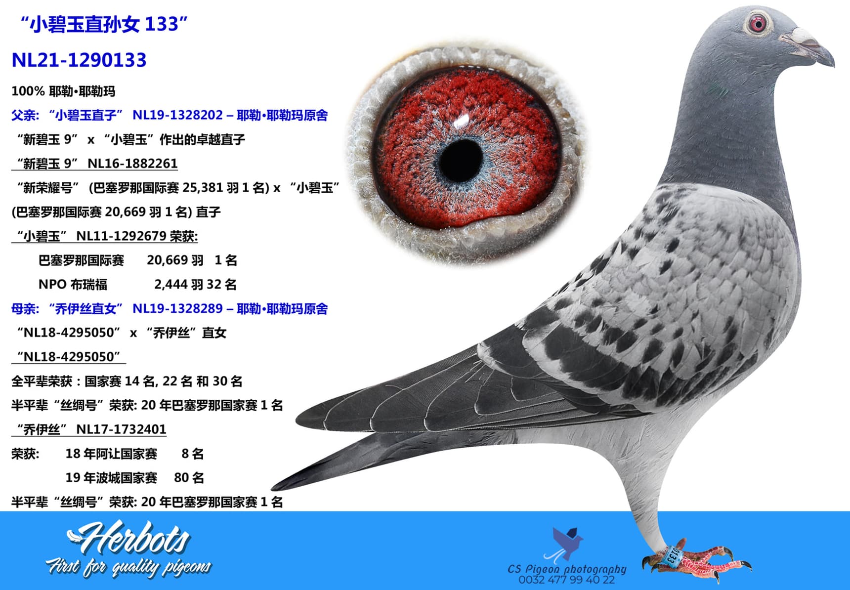 pigeon: undefined