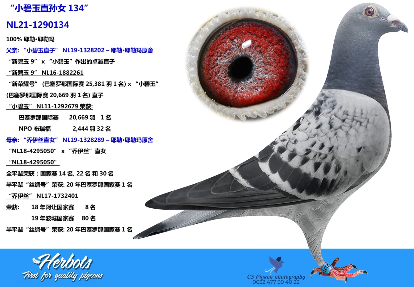 pigeon: undefined