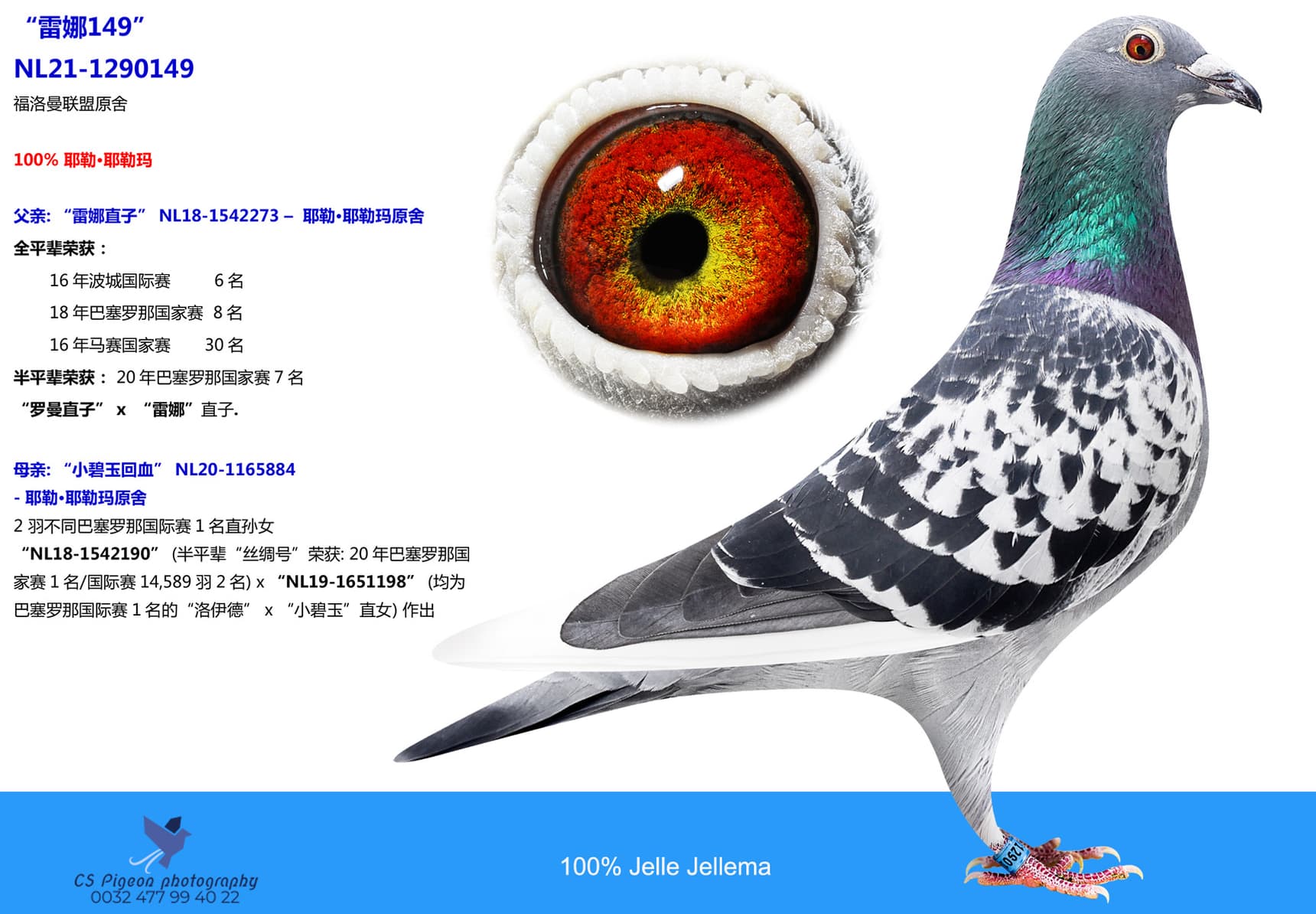pigeon: undefined