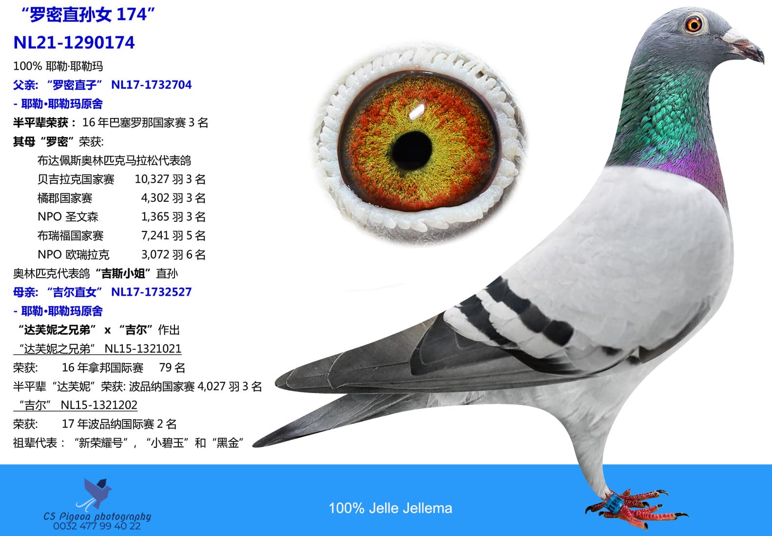 pigeon: 罗密直孙女174