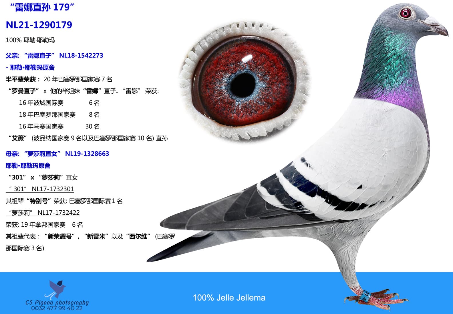 pigeon: undefined