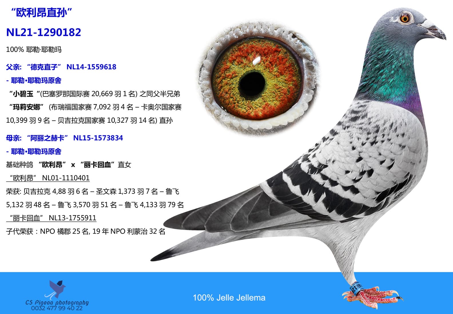 pigeon: 欧利昂直孙