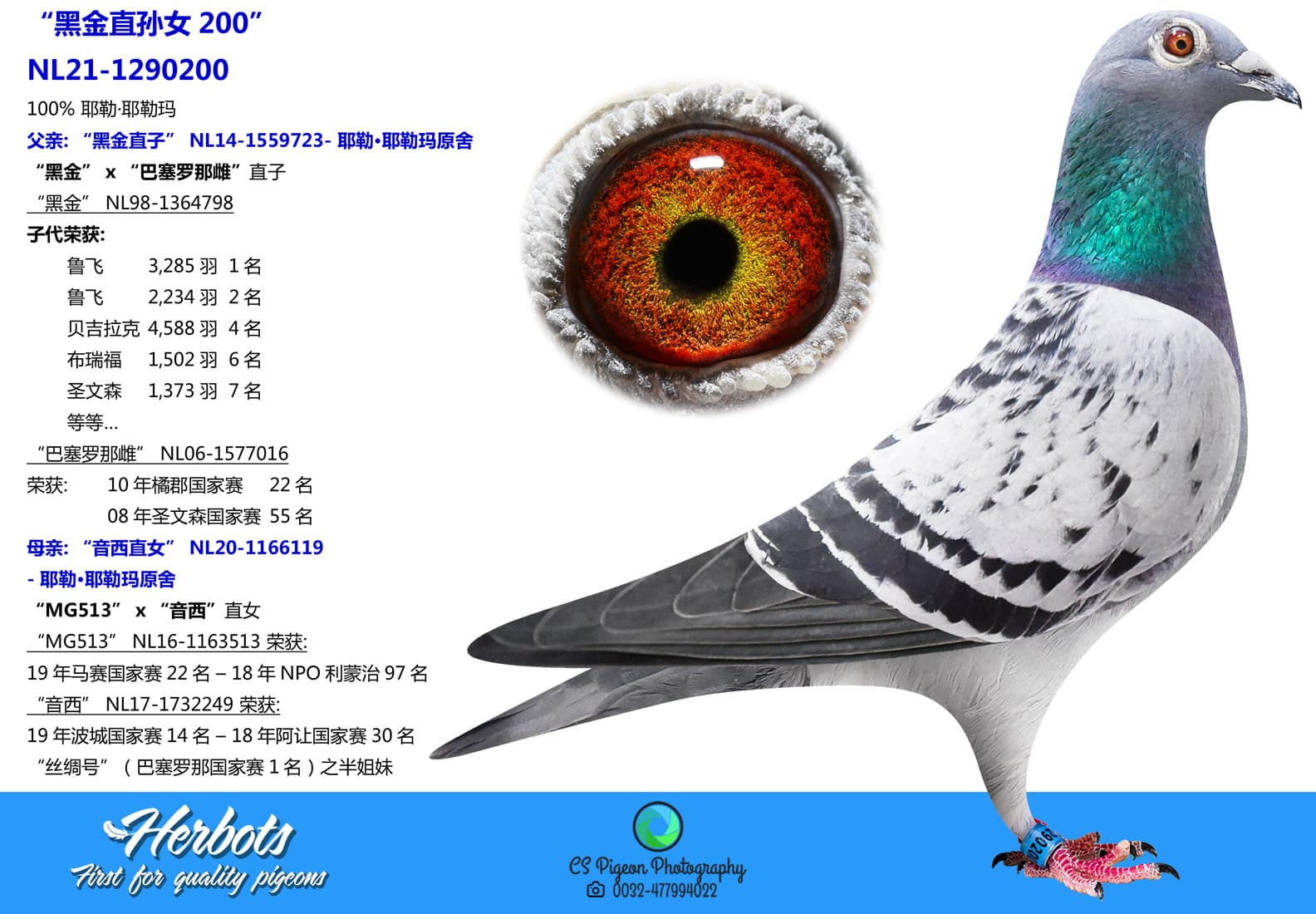 pigeon: “黑金直孙女200”