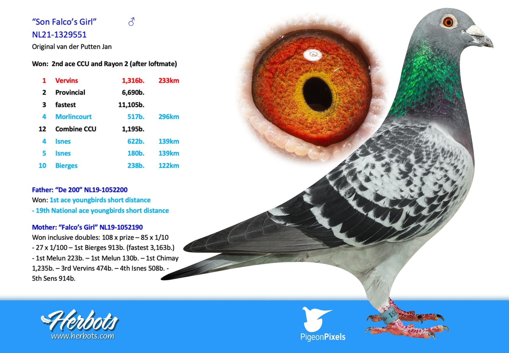 pigeon: undefined