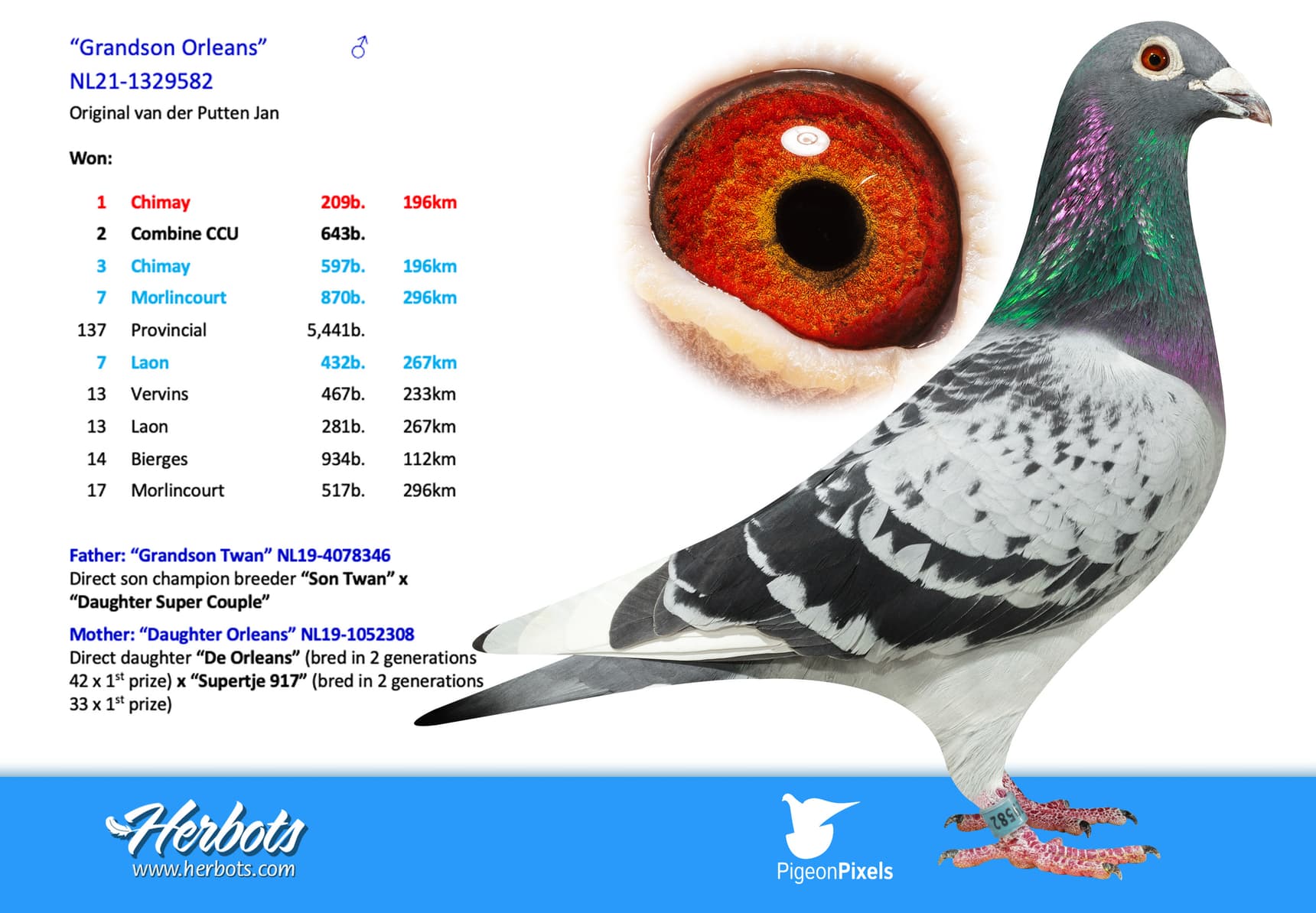 pigeon: undefined