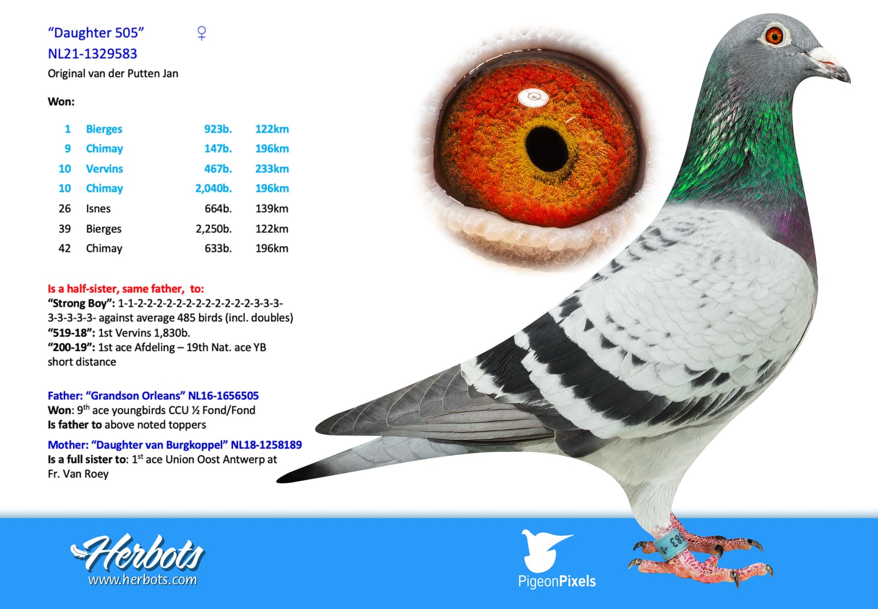 pigeon: undefined