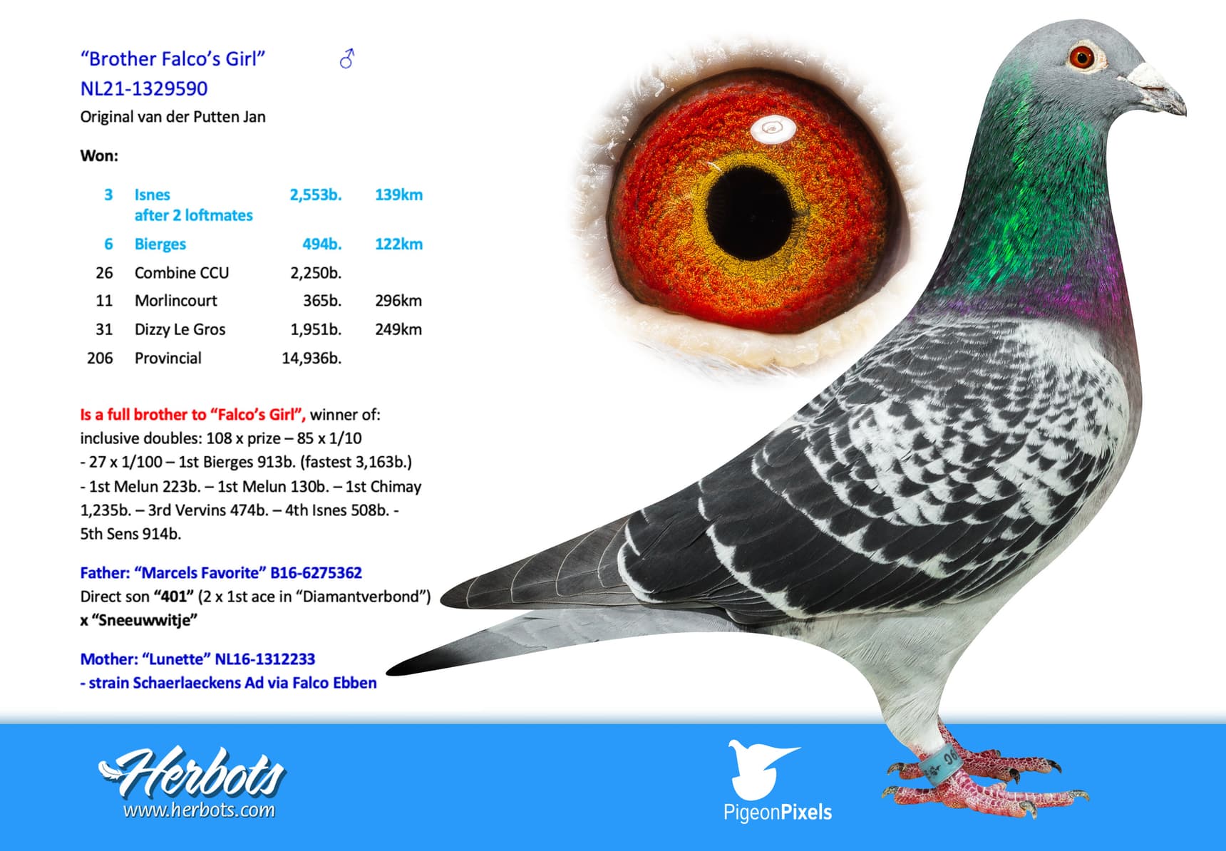pigeon: undefined