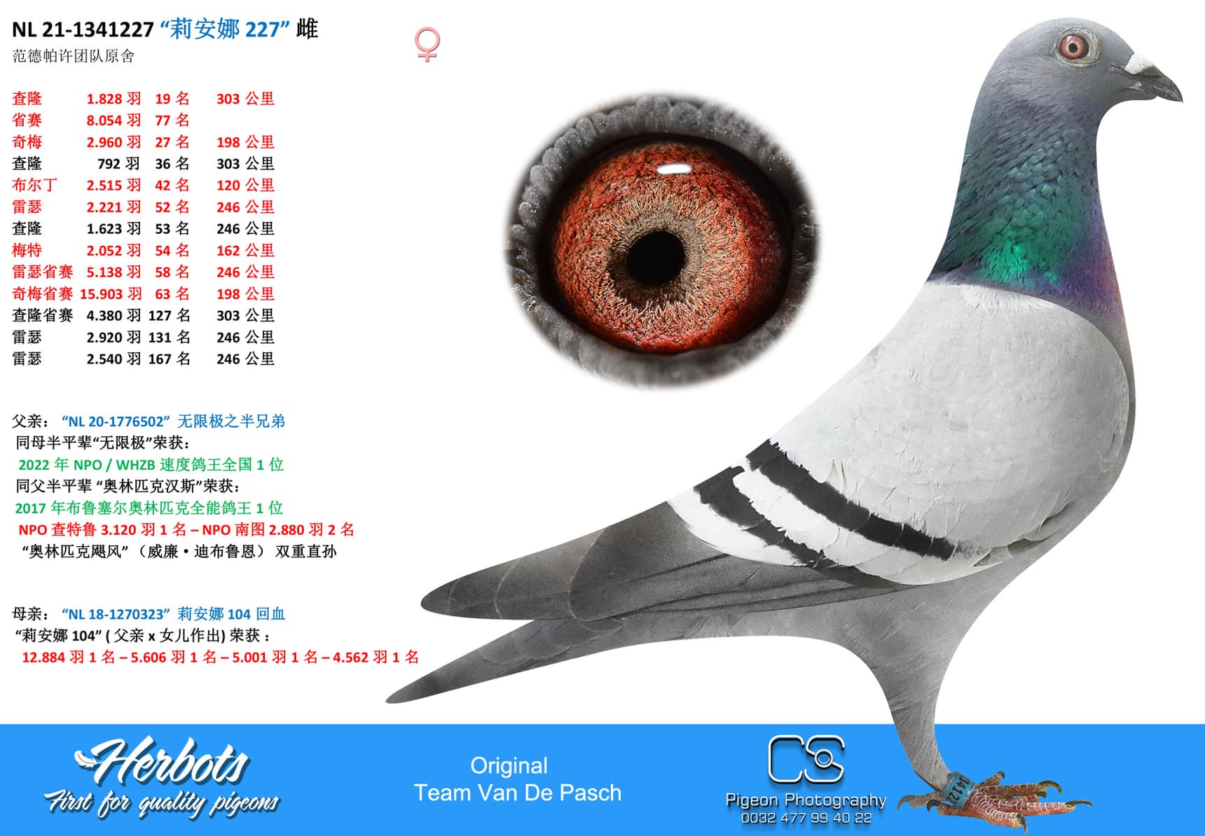 pigeon: undefined