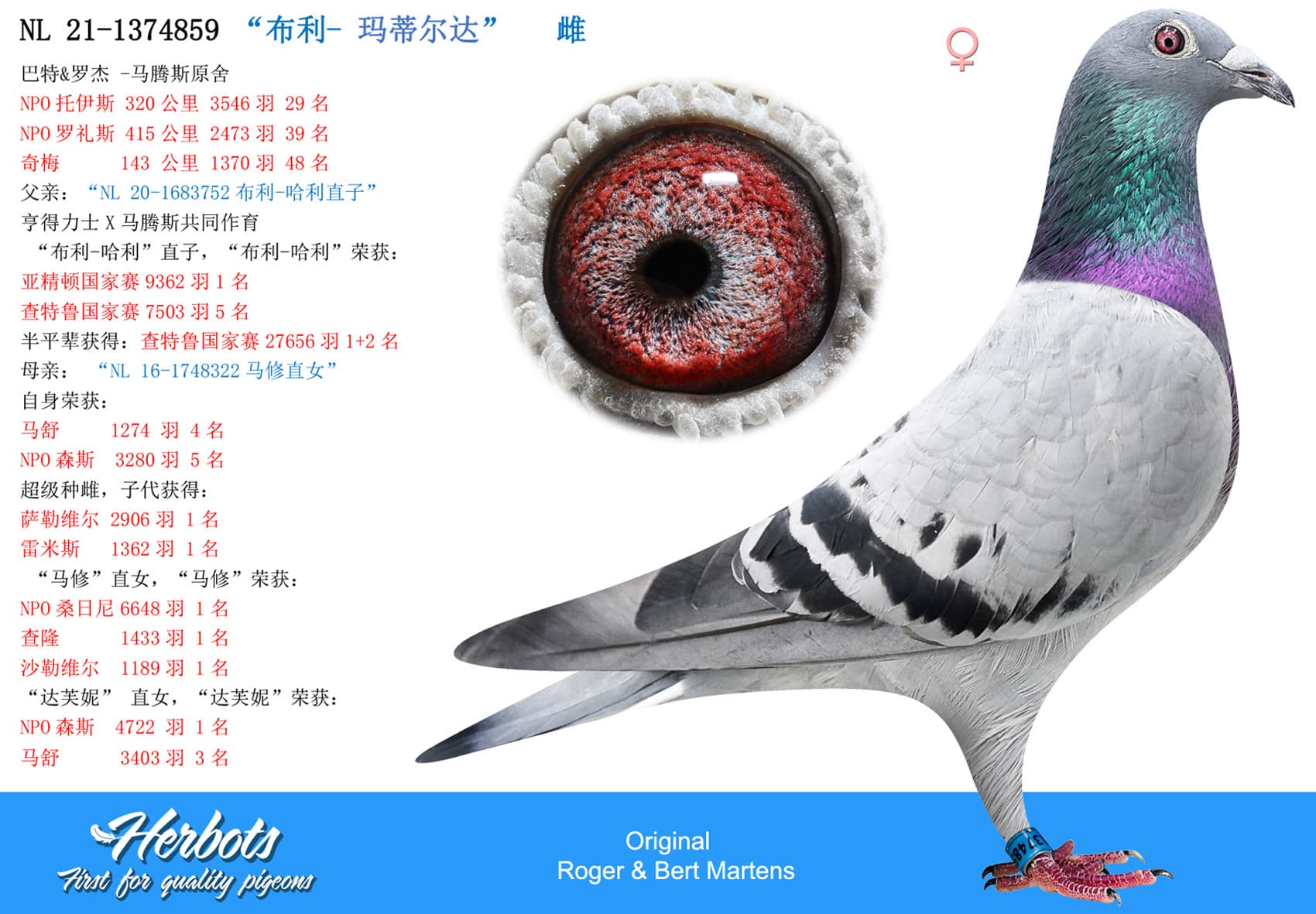 pigeon: “布利- 玛蒂尔达”