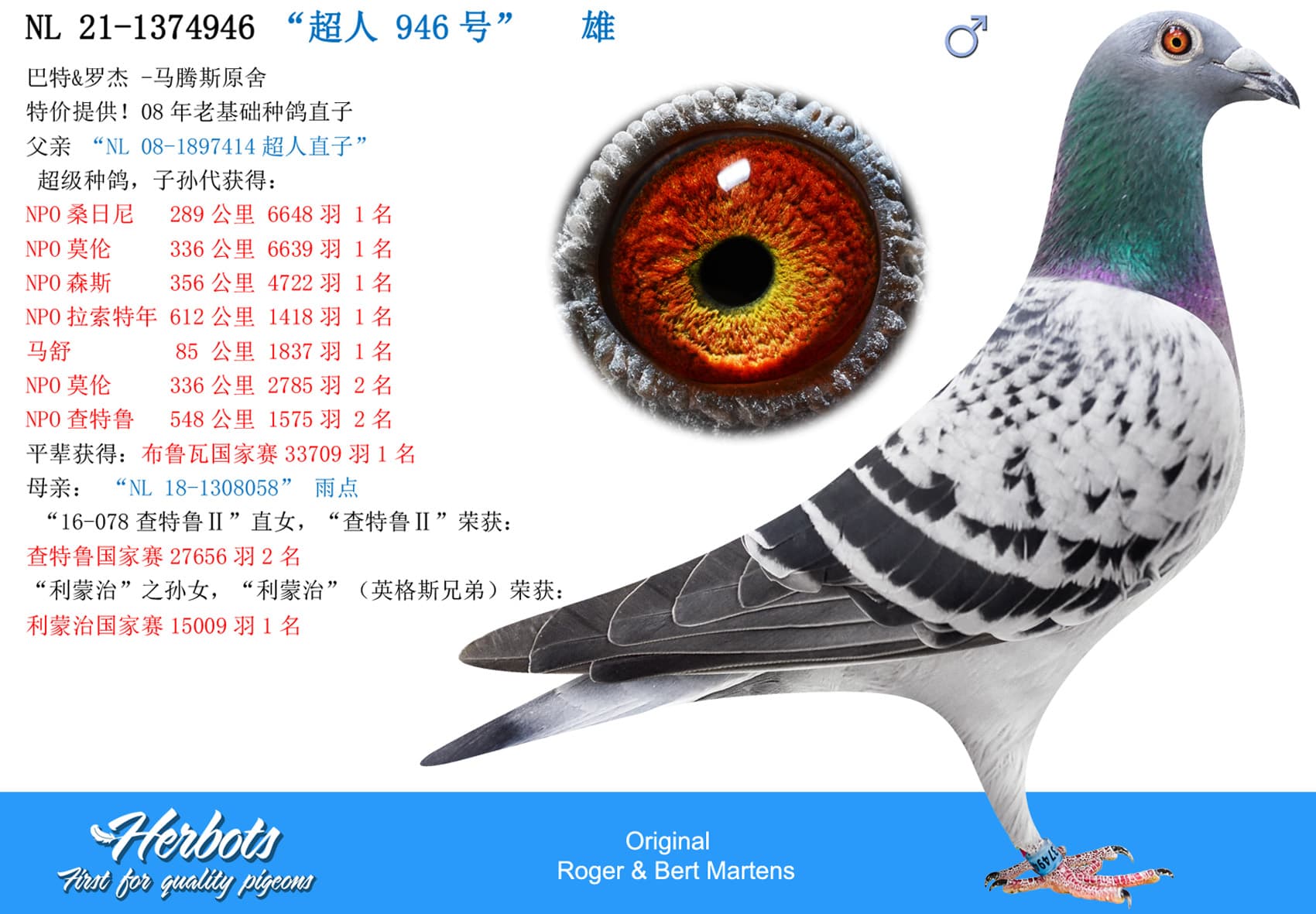 pigeon: undefined