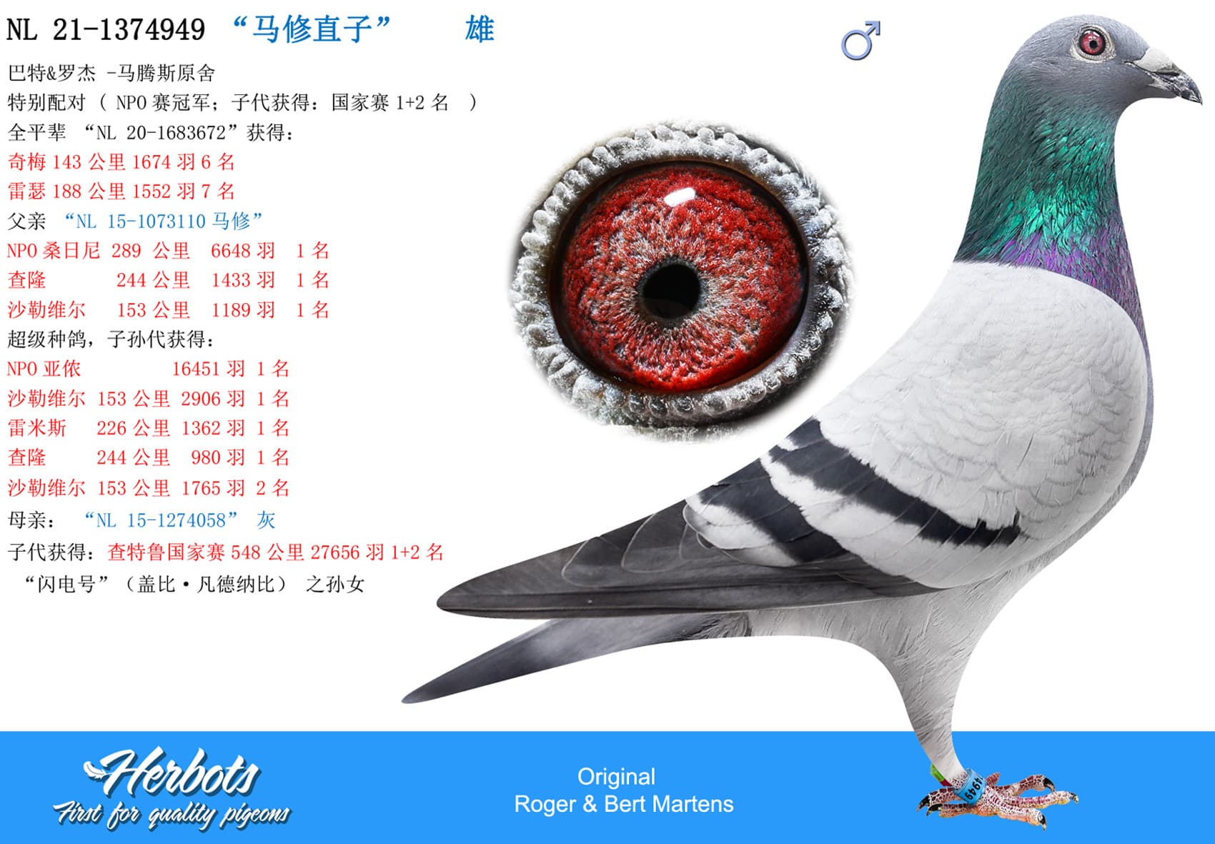 pigeon: “马修直子”