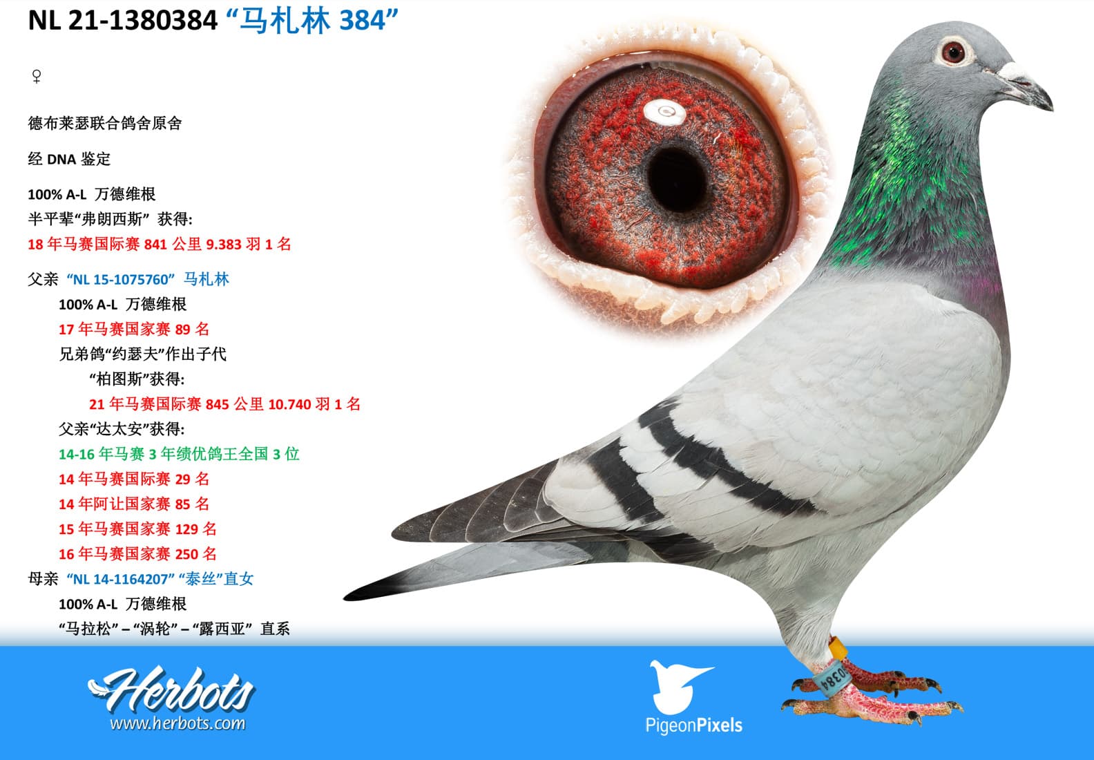 pigeon: undefined