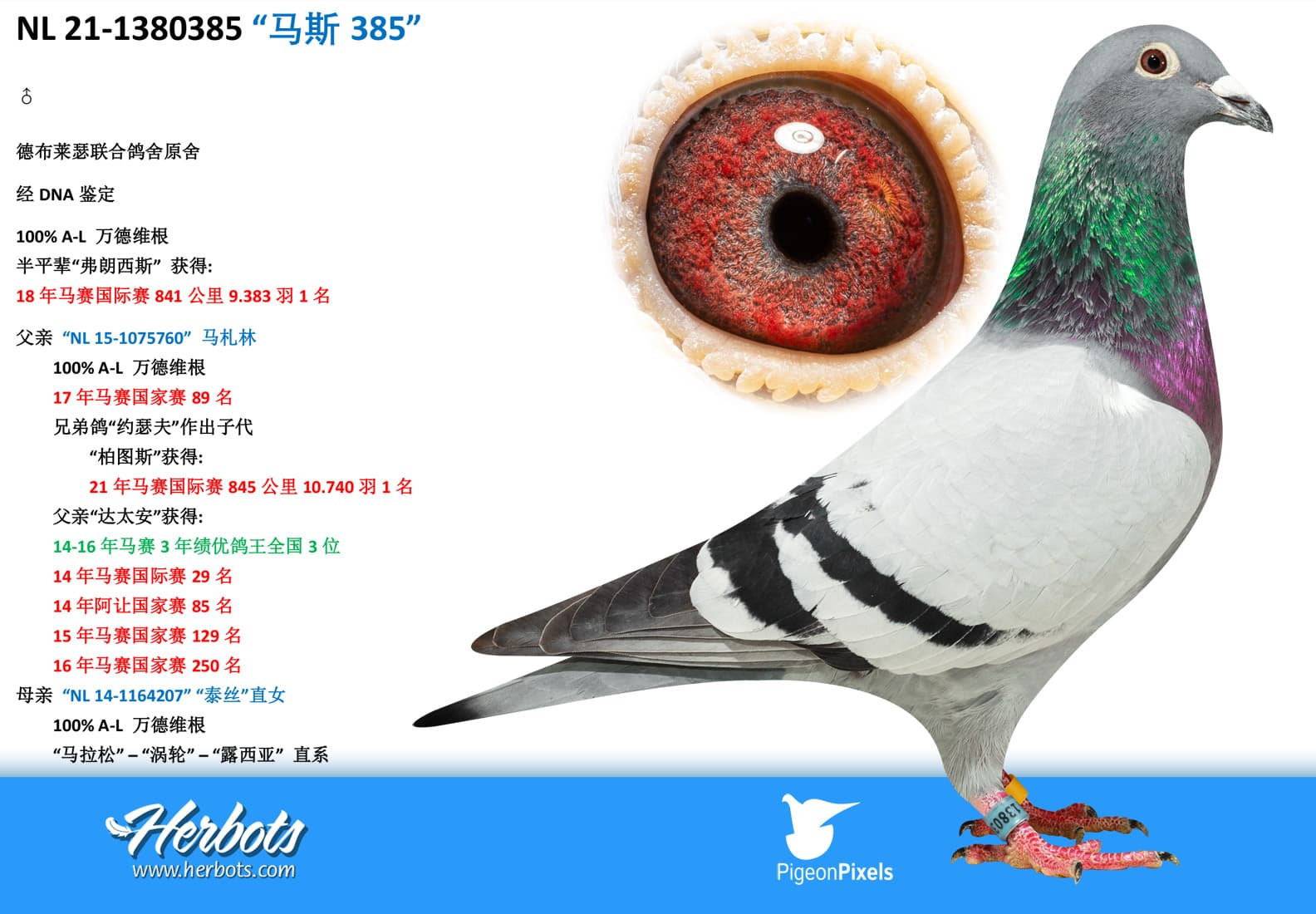 pigeon: undefined