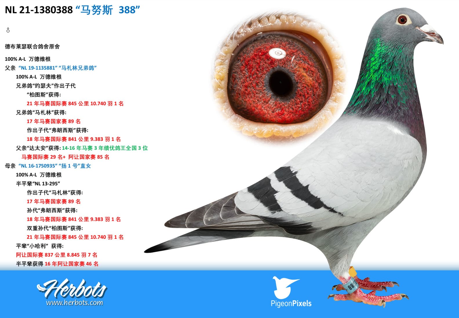 pigeon: undefined