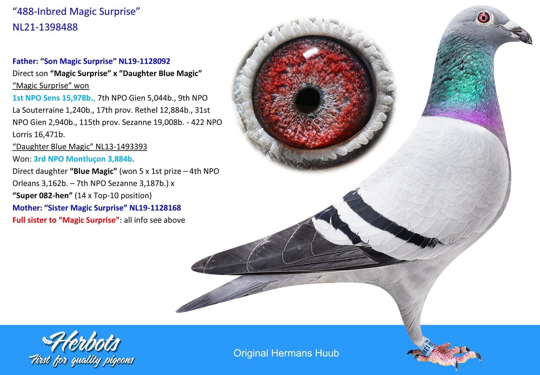pigeon: undefined
